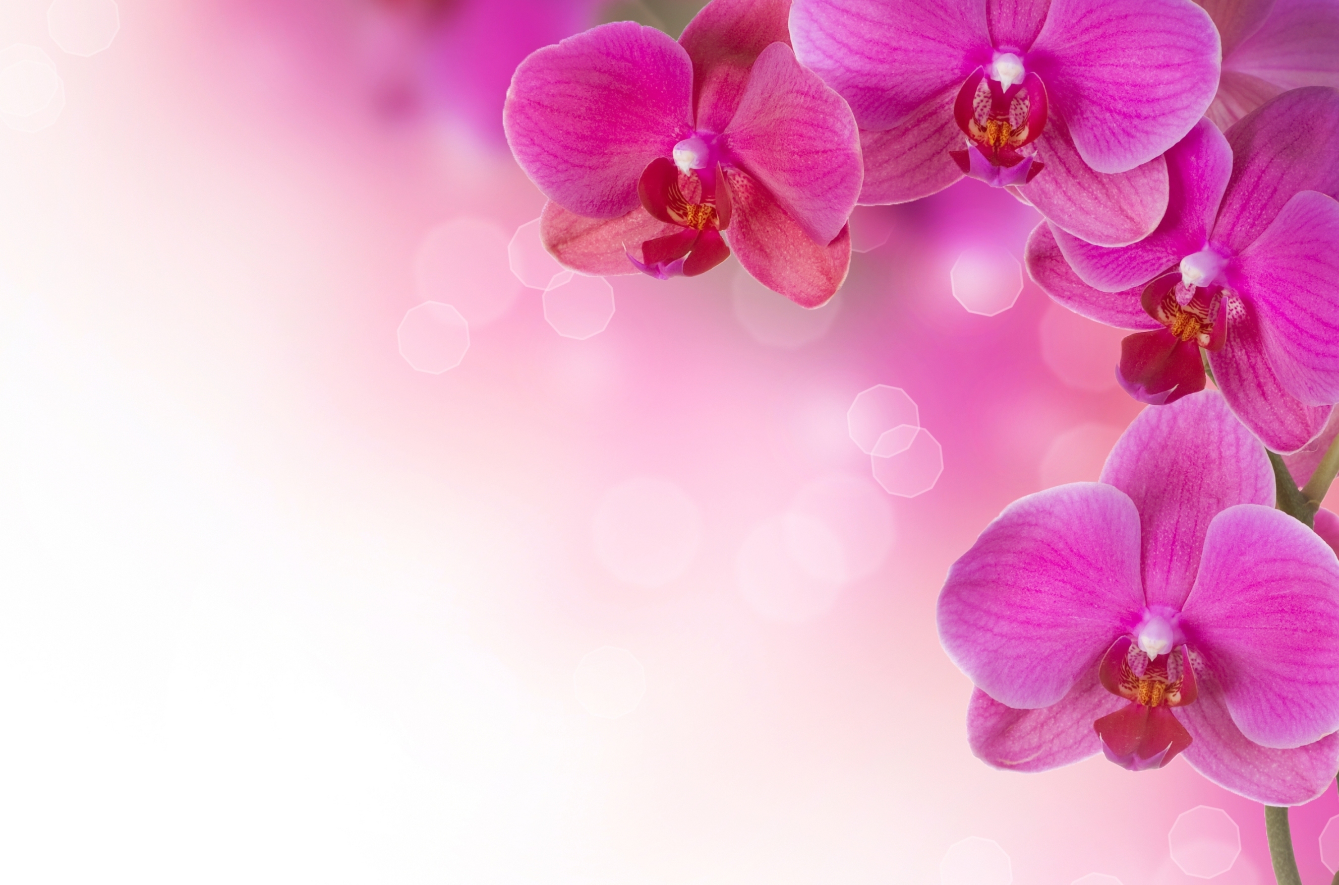 Baixar papel de parede para celular de Orquídea, Flor Rosa, Flores, Flor, Terra/natureza gratuito.