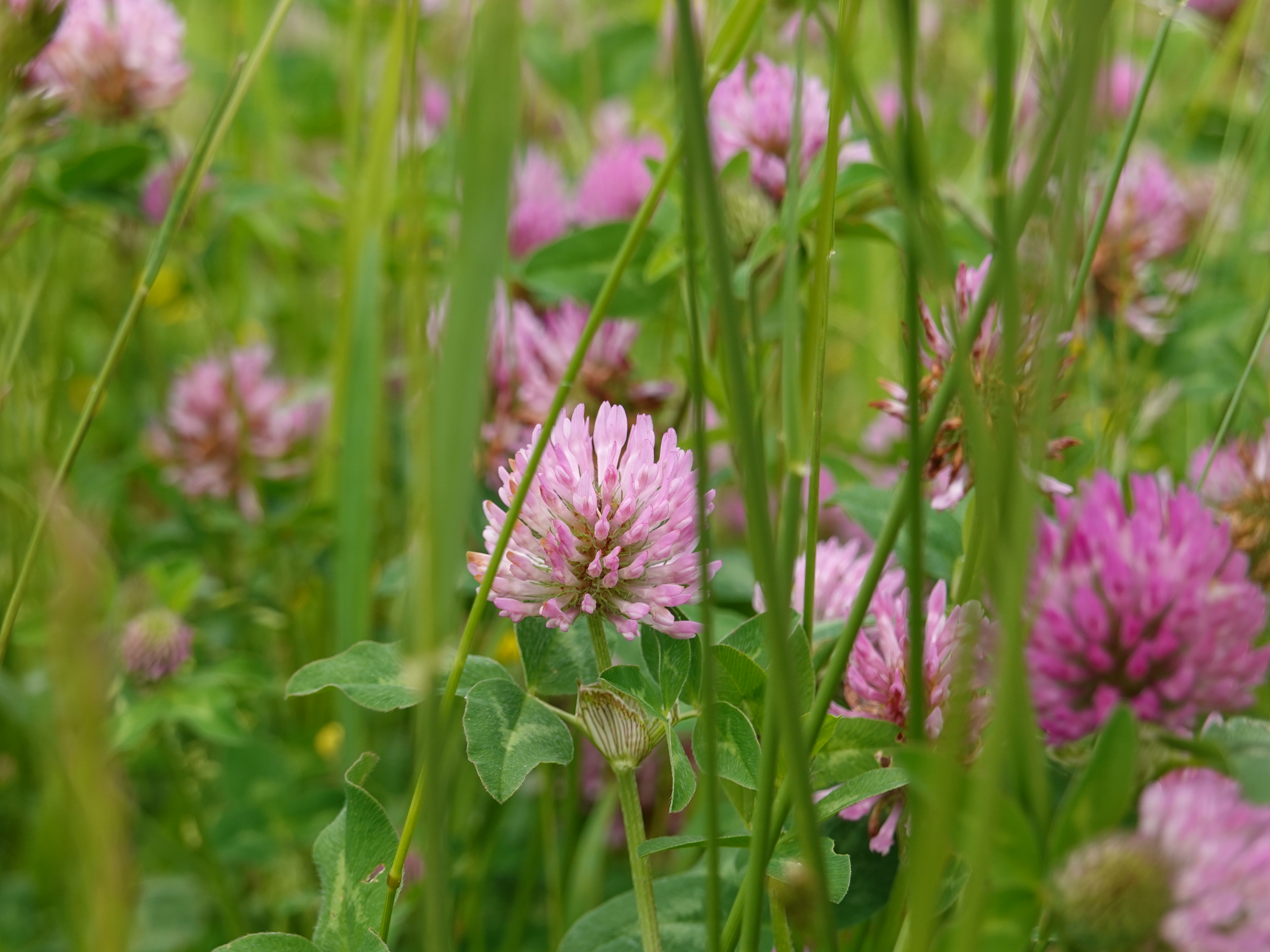 collection of best Clover HD wallpaper
