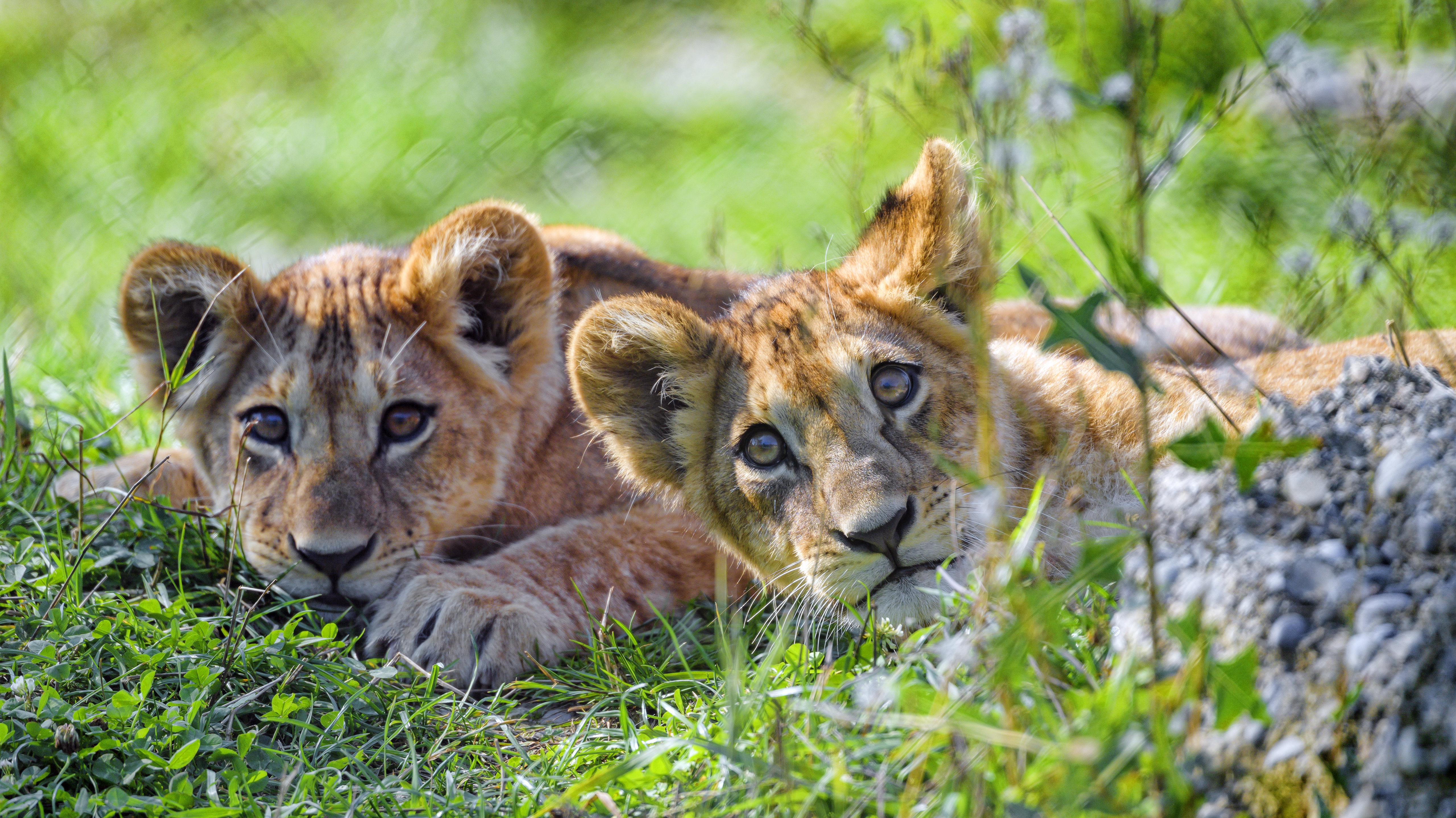 Download mobile wallpaper Young, Sight, Opinion, Joey, Predator, Animals, Lion Cub, Lion, Funny for free.