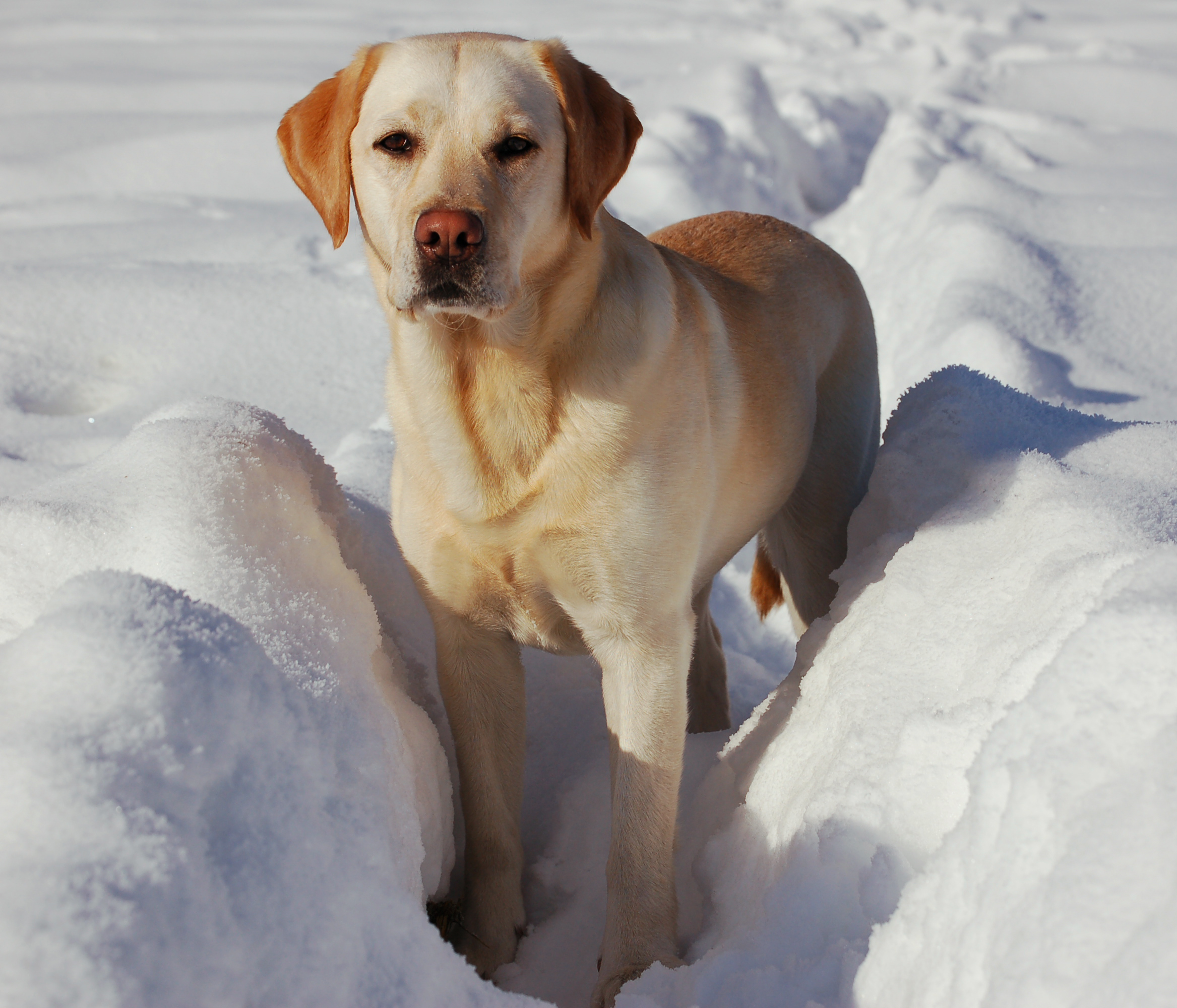 Laden Sie das Tiere, Hunde, Labrador Retriever-Bild kostenlos auf Ihren PC-Desktop herunter