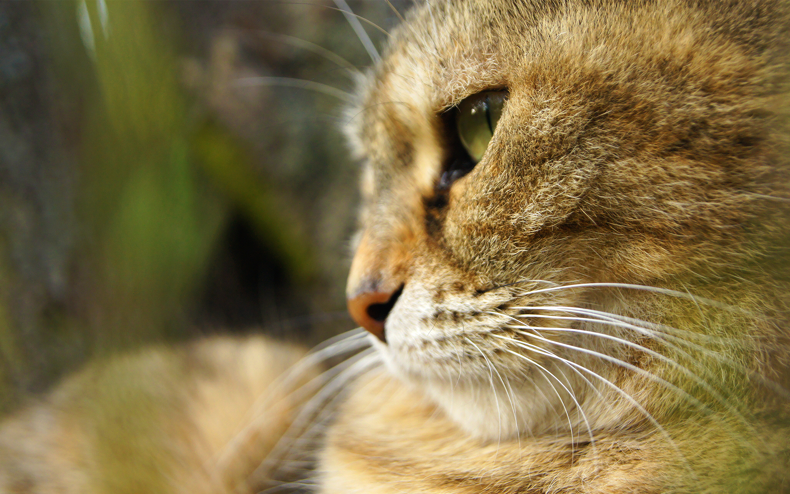 Handy-Wallpaper Tiere, Katzen, Katze kostenlos herunterladen.