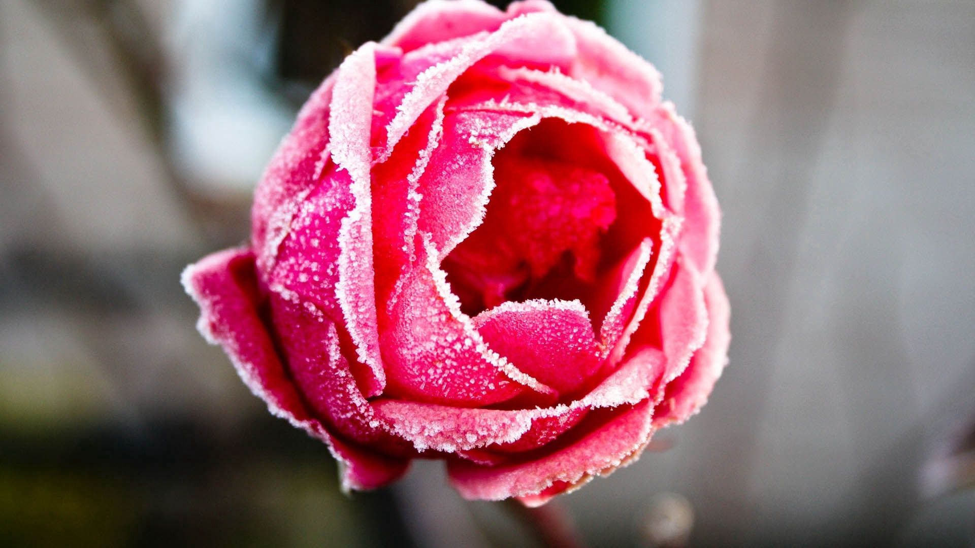 Laden Sie das Makro, Rose, Blütenblätter, Rauhreif, Frost-Bild kostenlos auf Ihren PC-Desktop herunter