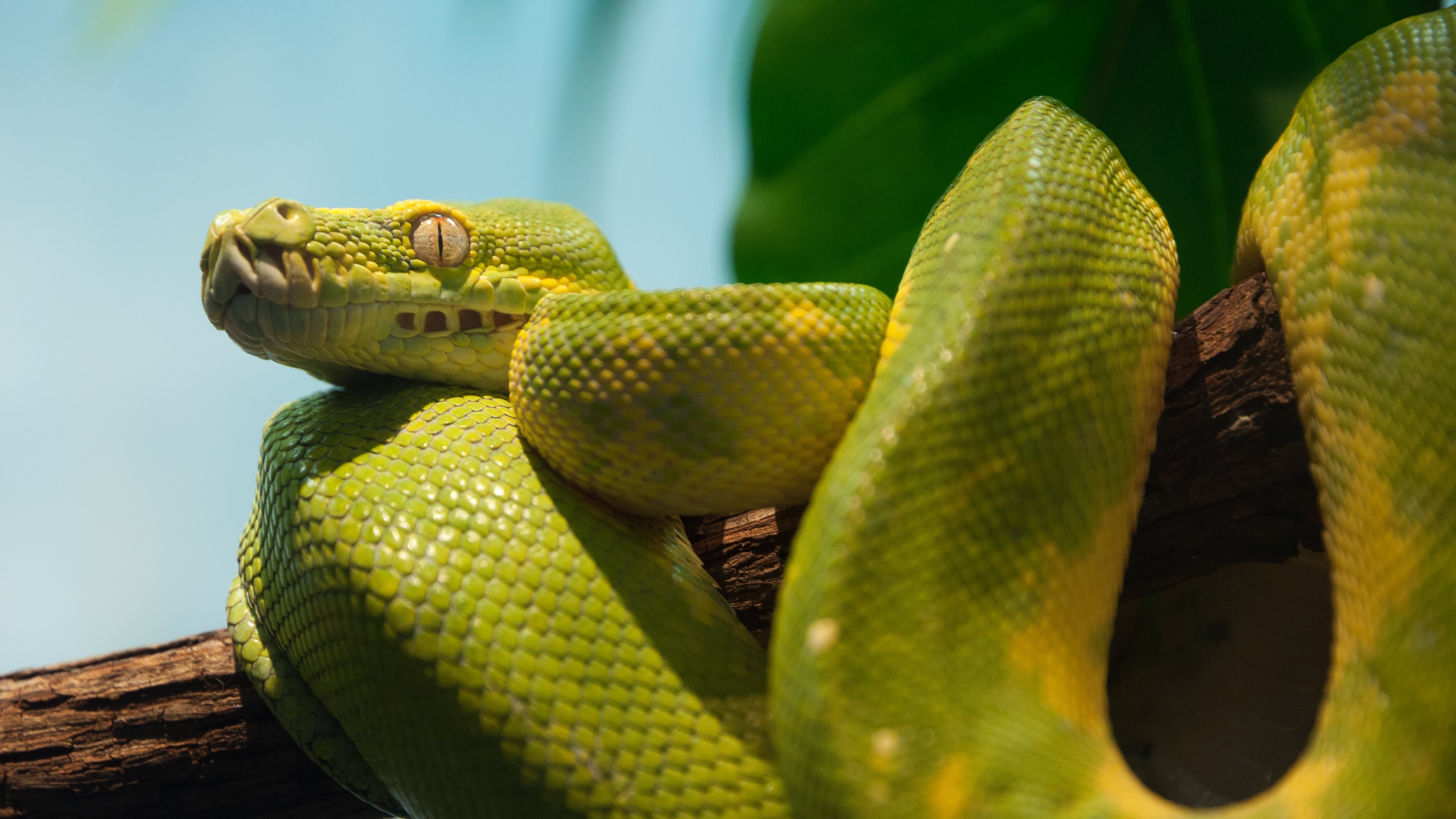 Téléchargez des papiers peints mobile Animaux, Serpent, Reptiles, Python gratuitement.