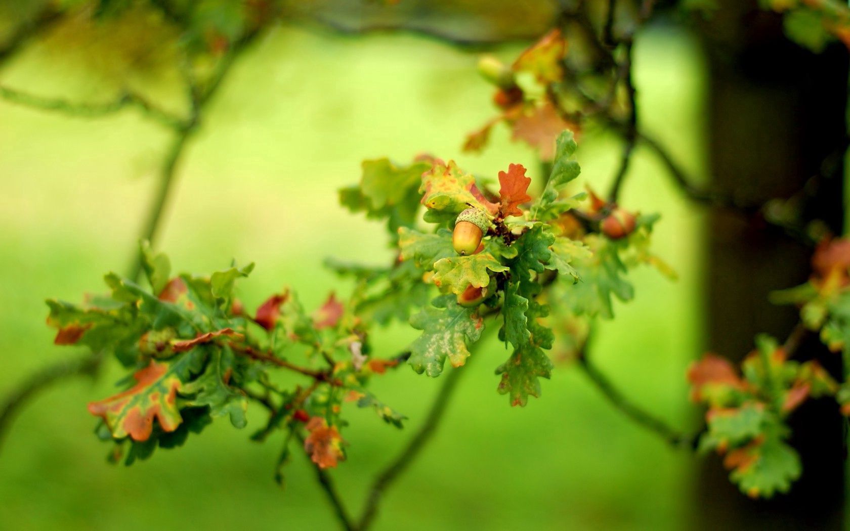 Laden Sie das Blätter, Pflanze, Makro, Zweig, Grüne, Grünen, Ast-Bild kostenlos auf Ihren PC-Desktop herunter