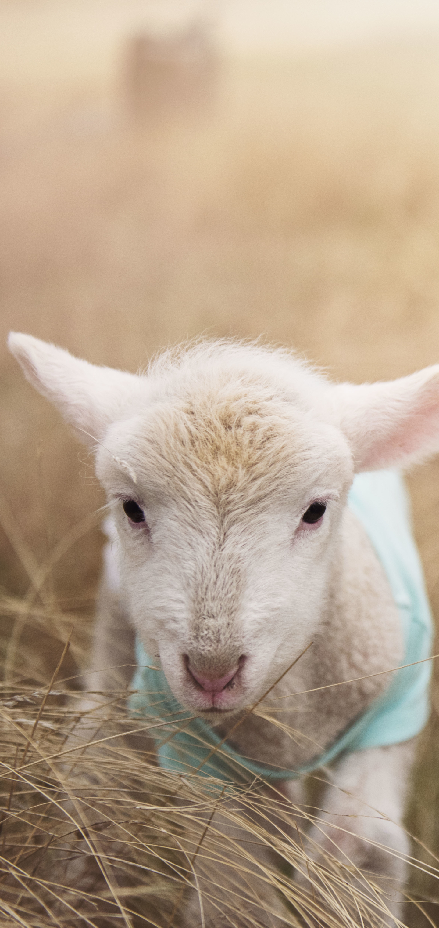 Download mobile wallpaper Blur, Close Up, Animal, Sheep, Lamb, Baby Animal for free.