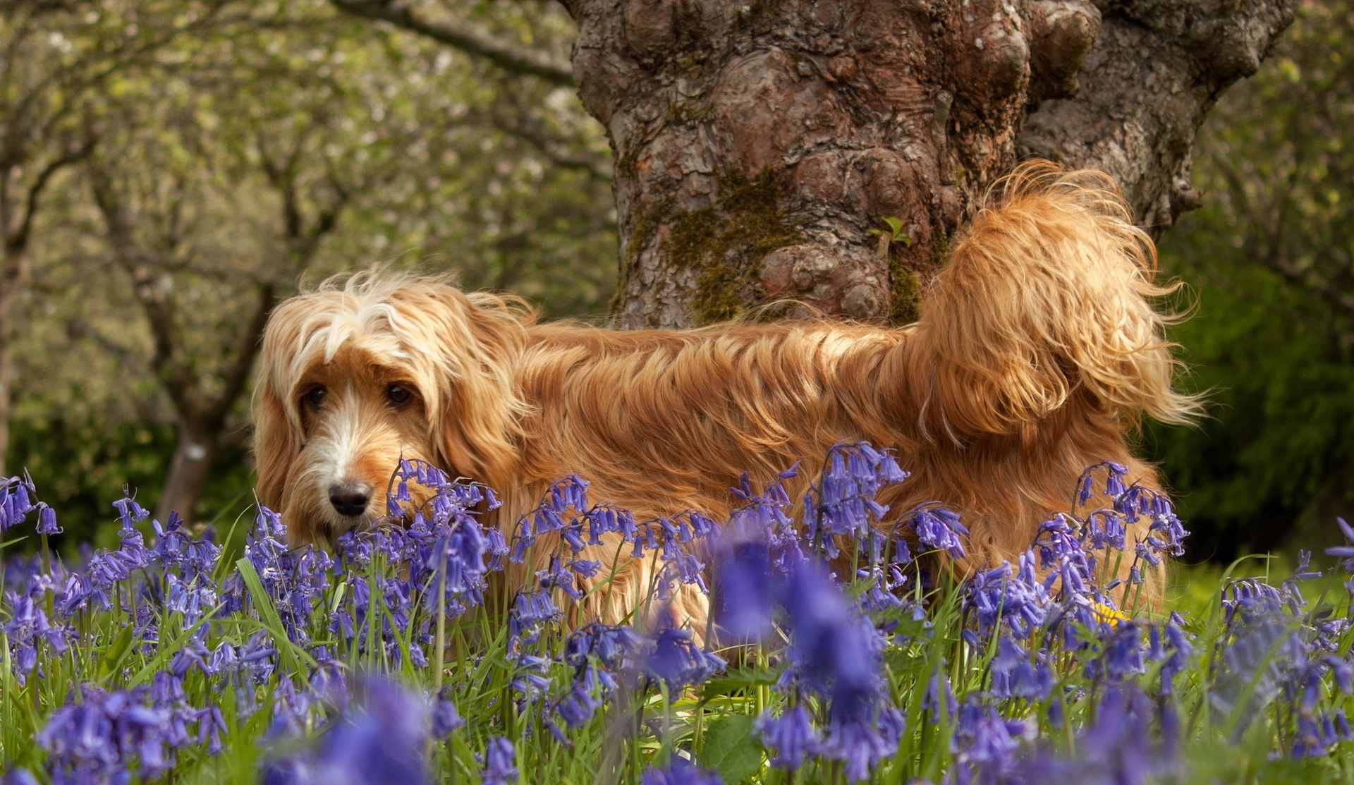 1920 x 1080 picture animals, flowers, grass, wood, tree, dog, stroll