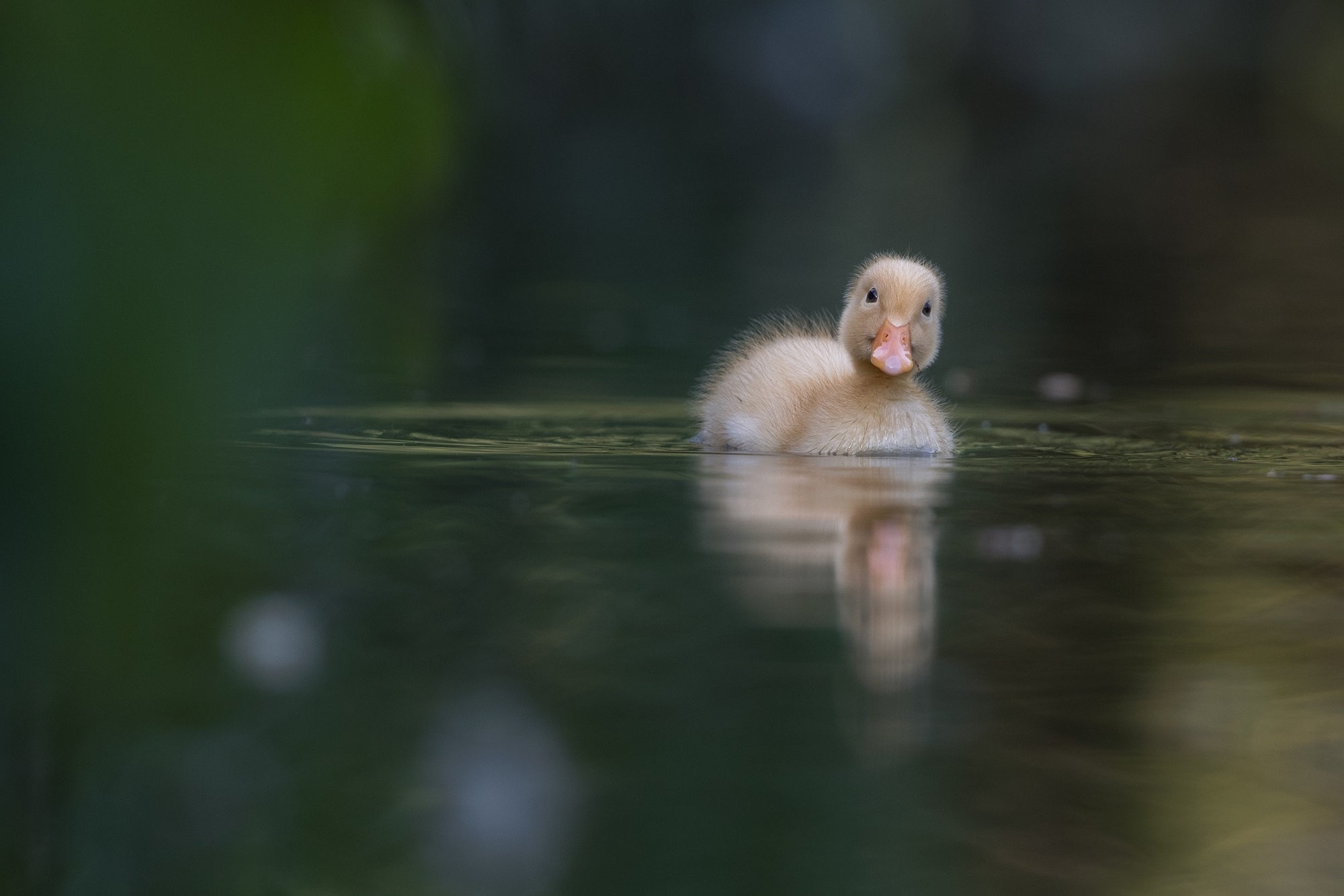 Download mobile wallpaper Birds, Water, Reflection, Bird, Animal, Duck, Duckling, Baby Animal for free.