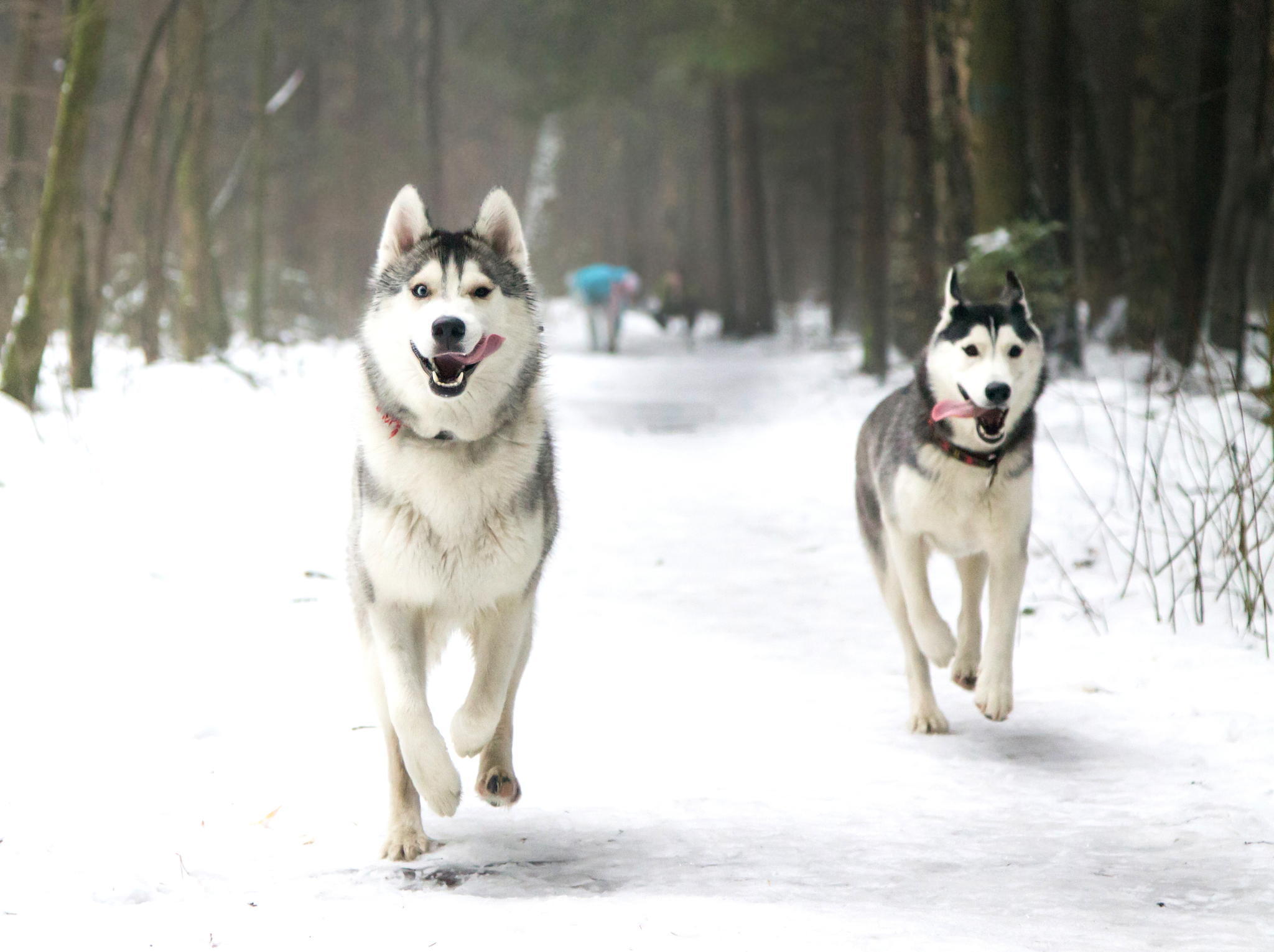 PCデスクトップにハスキー, 犬, 動物画像を無料でダウンロード