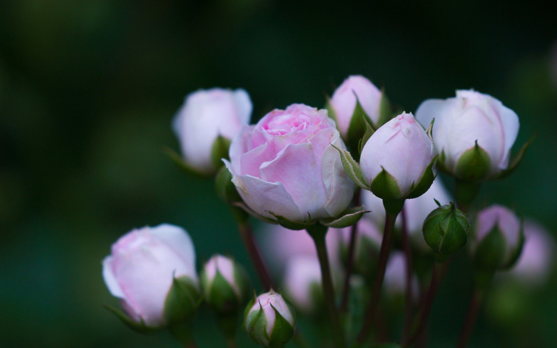 Descarga gratis la imagen Naturaleza, Flores, Rosa, Flor, Flor Rosa, Tierra/naturaleza en el escritorio de tu PC