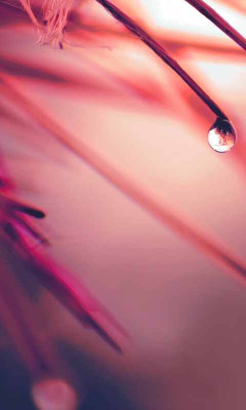 Download mobile wallpaper Nature, Pink, Fall, Earth, Pastel, Water Drop for free.