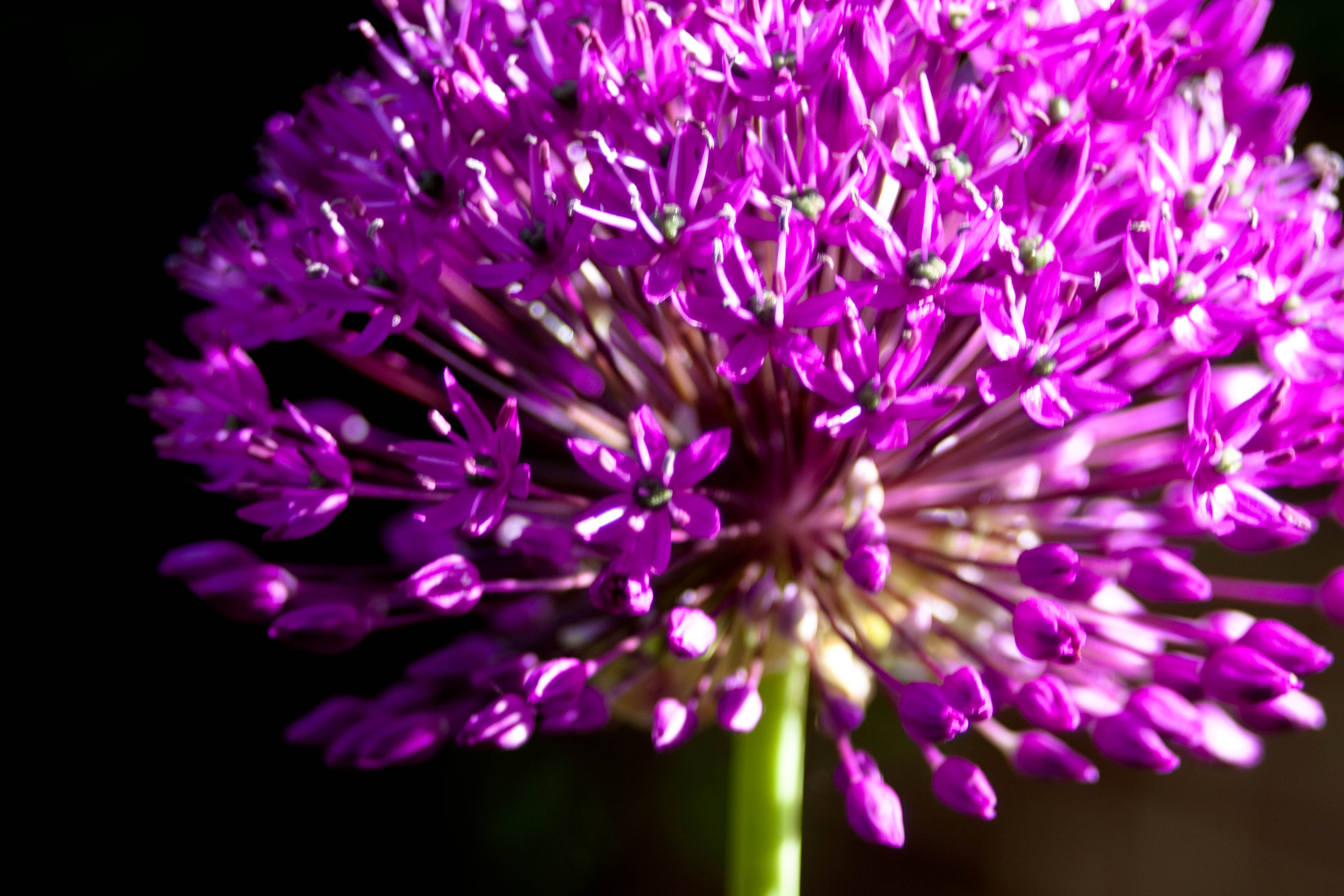 Téléchargez gratuitement l'image Fleur, Macro, Allium, La Nature, Terre/nature, Fleur Rose sur le bureau de votre PC