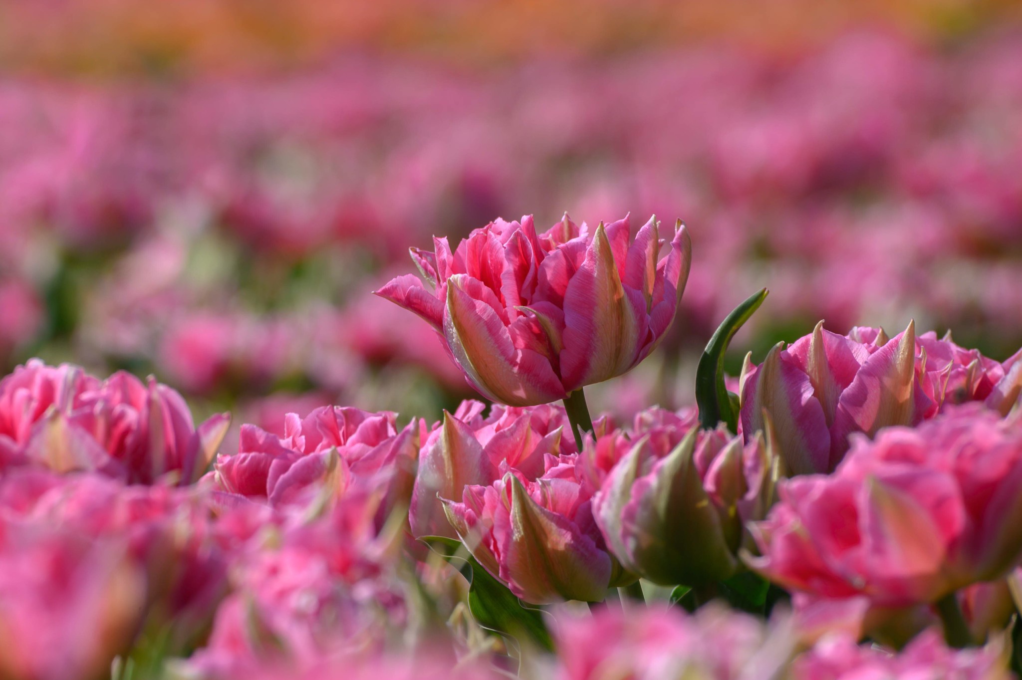 Descarga gratis la imagen Naturaleza, Flores, Flor, Flor Rosa, Tulipán, Tierra/naturaleza, Macrofotografía en el escritorio de tu PC