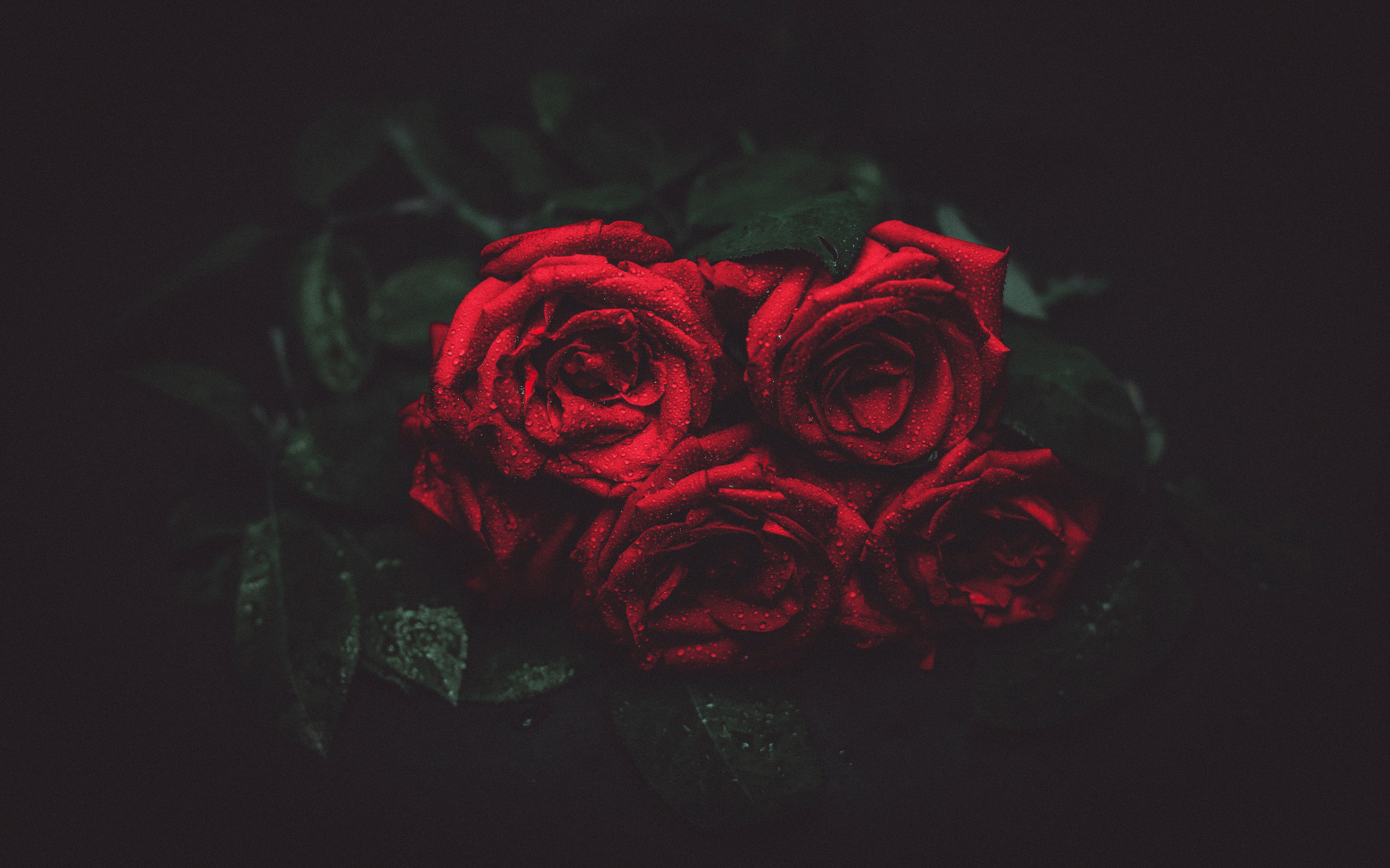 Free download wallpaper Nature, Flowers, Flower, Rose, Earth, Red Rose on your PC desktop