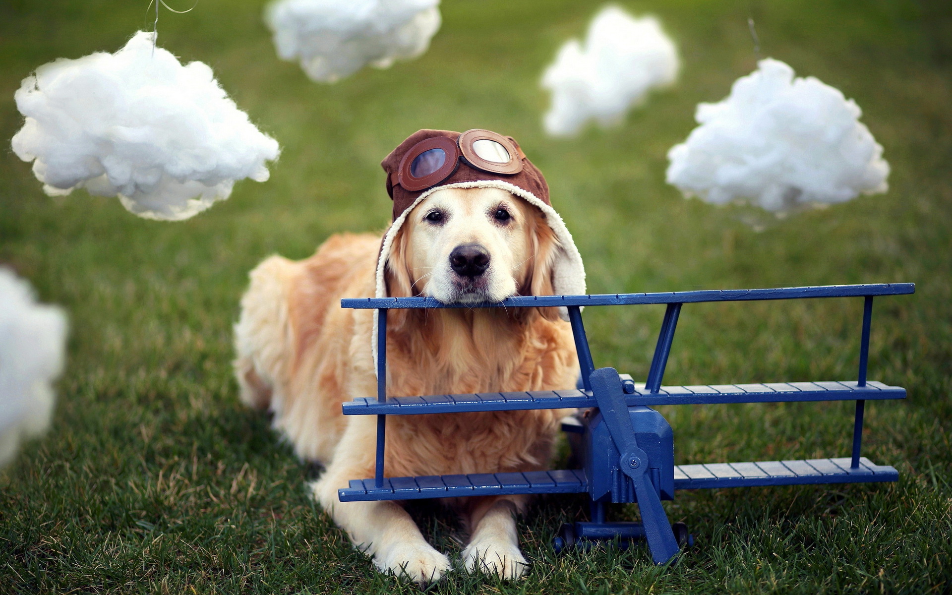 Baixar papel de parede para celular de Animais, Cães, Cão gratuito.