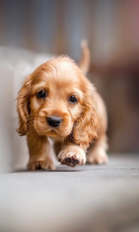 Download mobile wallpaper Dogs, Dog, Animal, Puppy, Cocker Spaniel, Baby Animal for free.