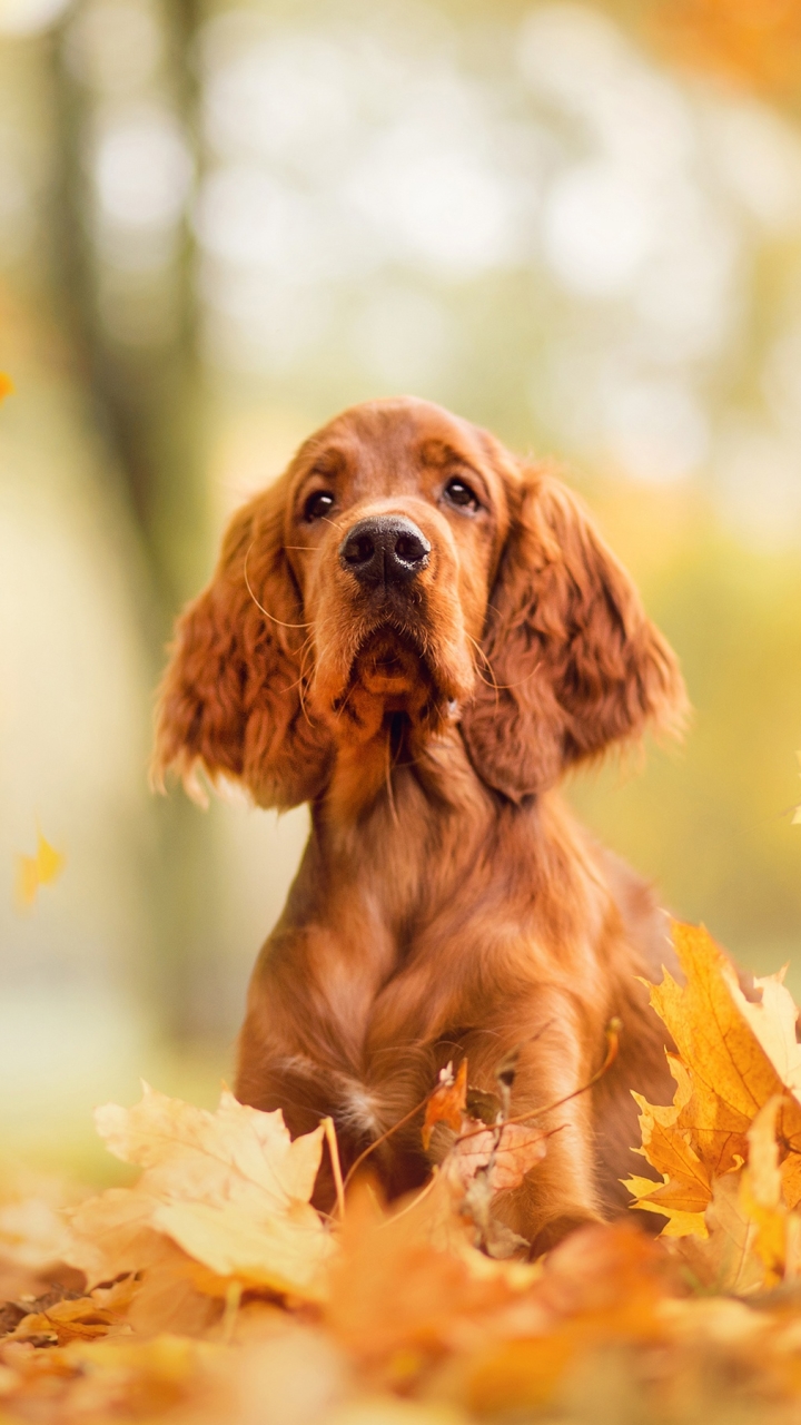 Download mobile wallpaper Dogs, Spaniel, Dog, Leaf, Fall, Animal, Cocker Spaniel for free.