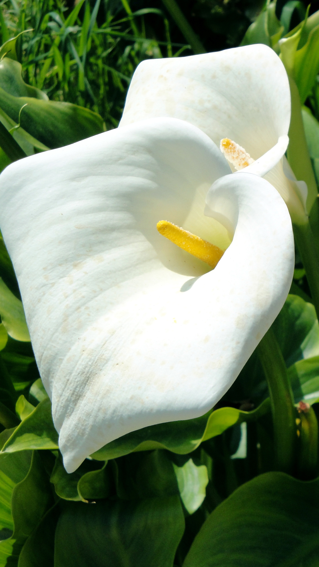Скачать картинку Цветок, Белый Цветок, Земля/природа, Калла Лили, Флауэрсы в телефон бесплатно.