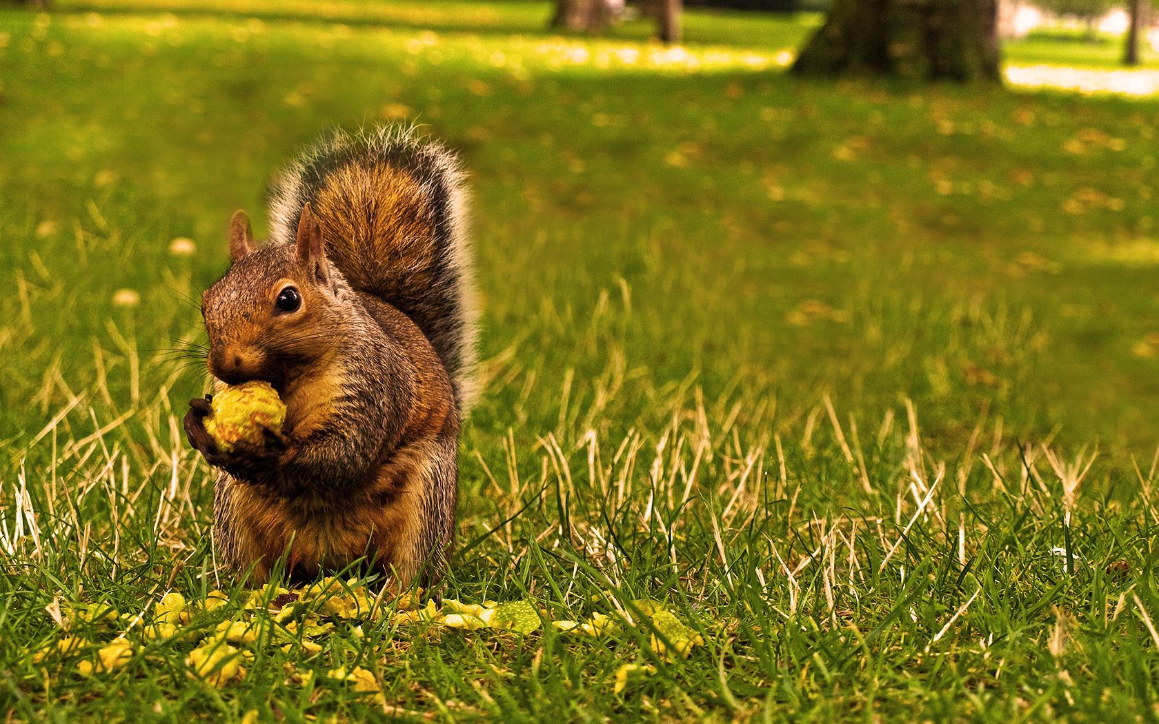 Laden Sie das Lebensmittel, Grass, Tiere, Eichhörnchen-Bild kostenlos auf Ihren PC-Desktop herunter