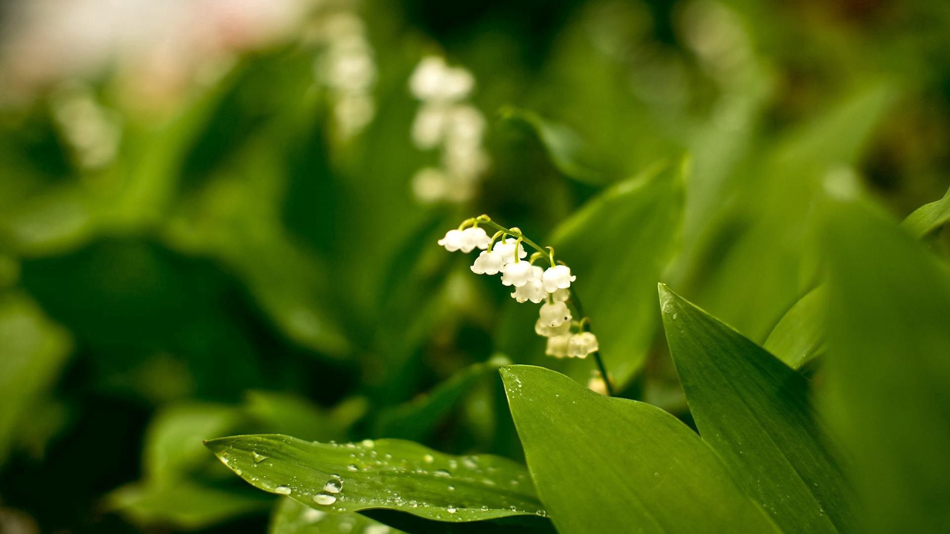 greens, lily of the valley, nature, flowers, forest, rarity