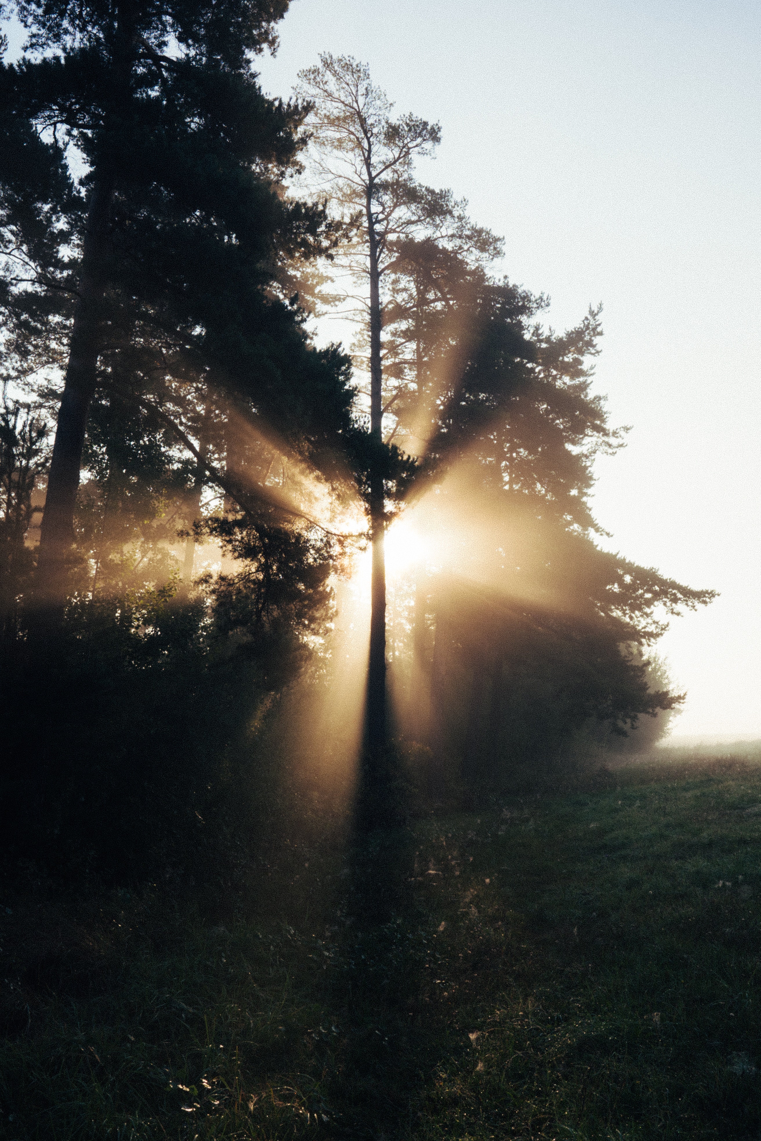 Download mobile wallpaper Beams, Fog, Rays, Sunlight, Trees, Nature for free.