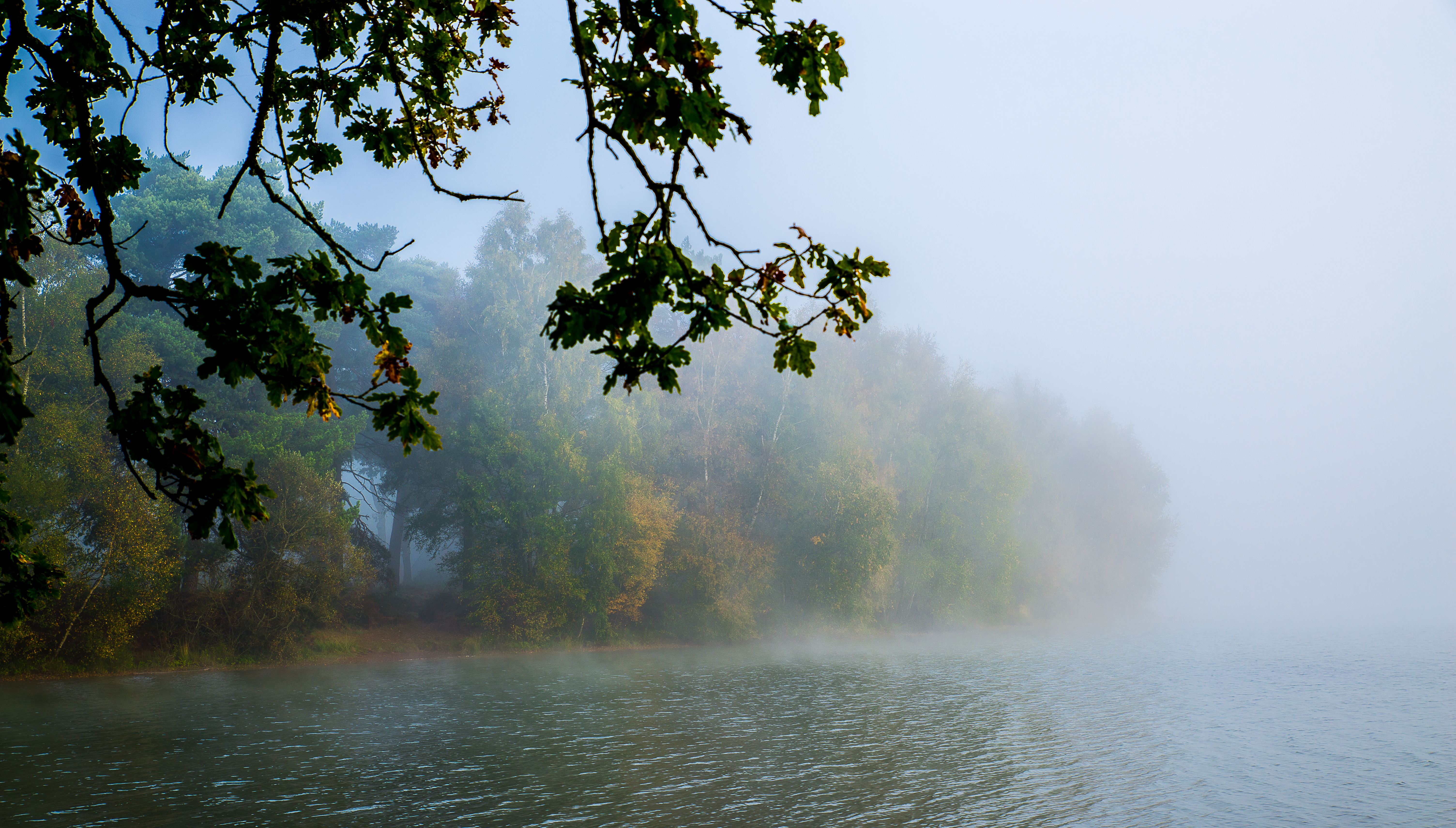 Free download wallpaper Landscape, Nature, Forest, Fog, Earth, Morning on your PC desktop