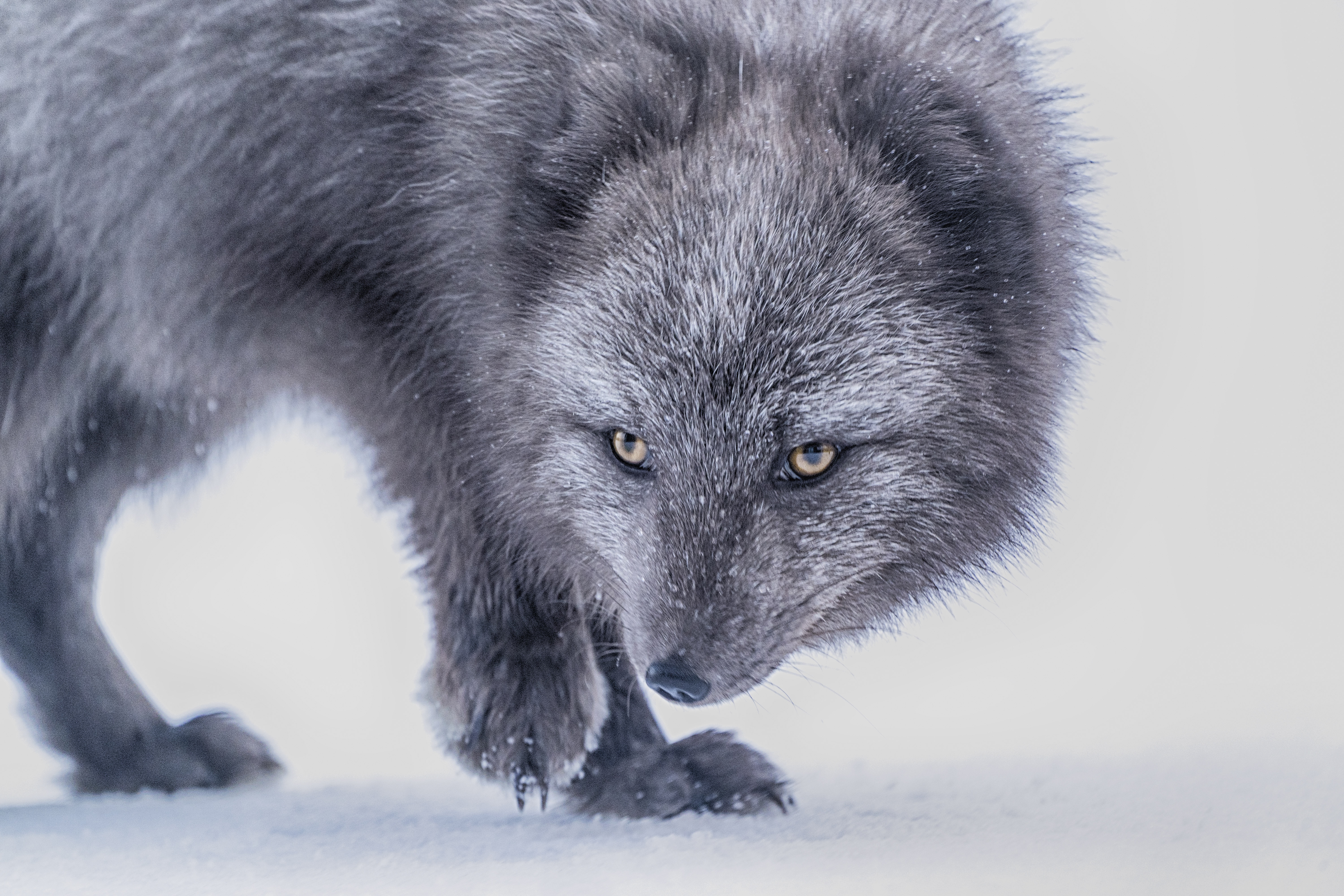 arctic fox, animals, fox, grey, sight, opinion, animal
