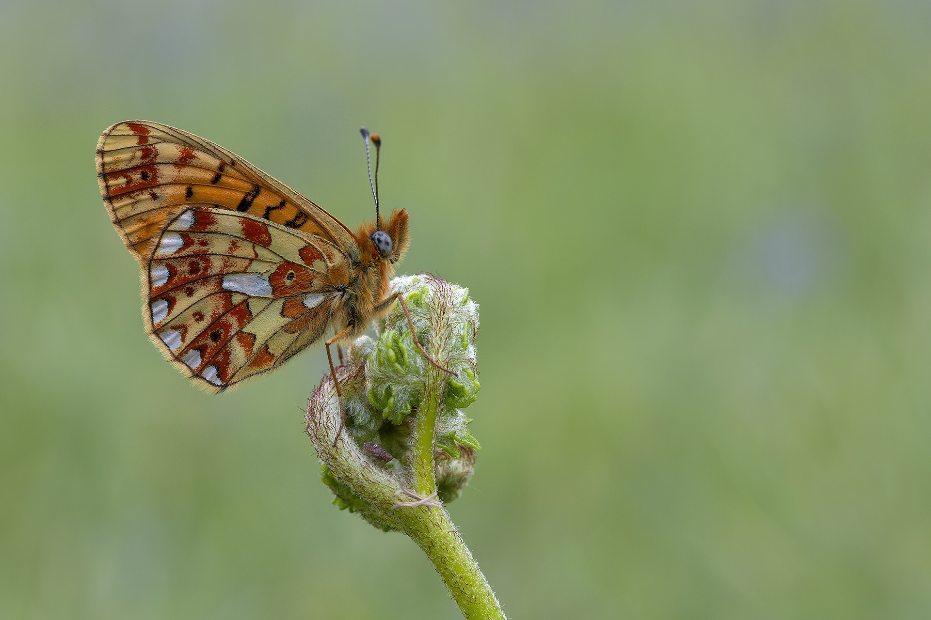 Free download wallpaper Macro, Insect, Butterfly, Animal on your PC desktop