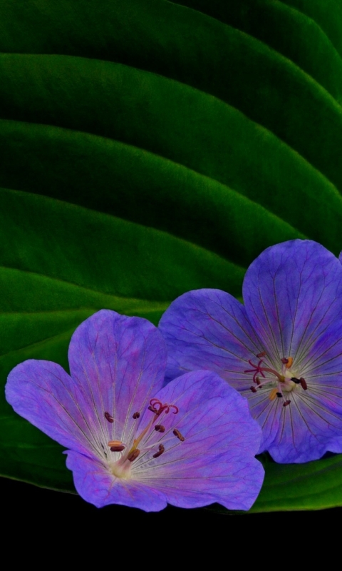 Descarga gratuita de fondo de pantalla para móvil de Flores, Flor, Hoja, Flor Purpura, Tierra/naturaleza.