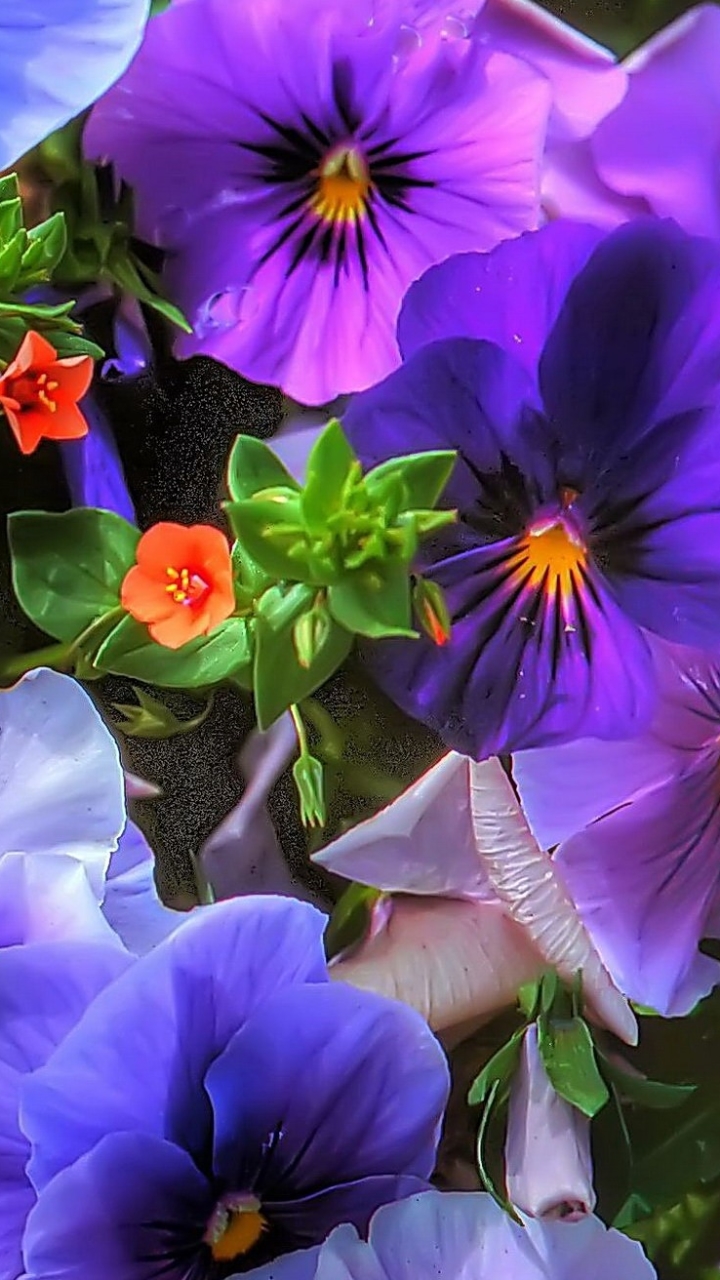 Descarga gratuita de fondo de pantalla para móvil de Flores, Flor, Tierra, Flor Purpura, Tierra/naturaleza, Viola × Wittrockiana.