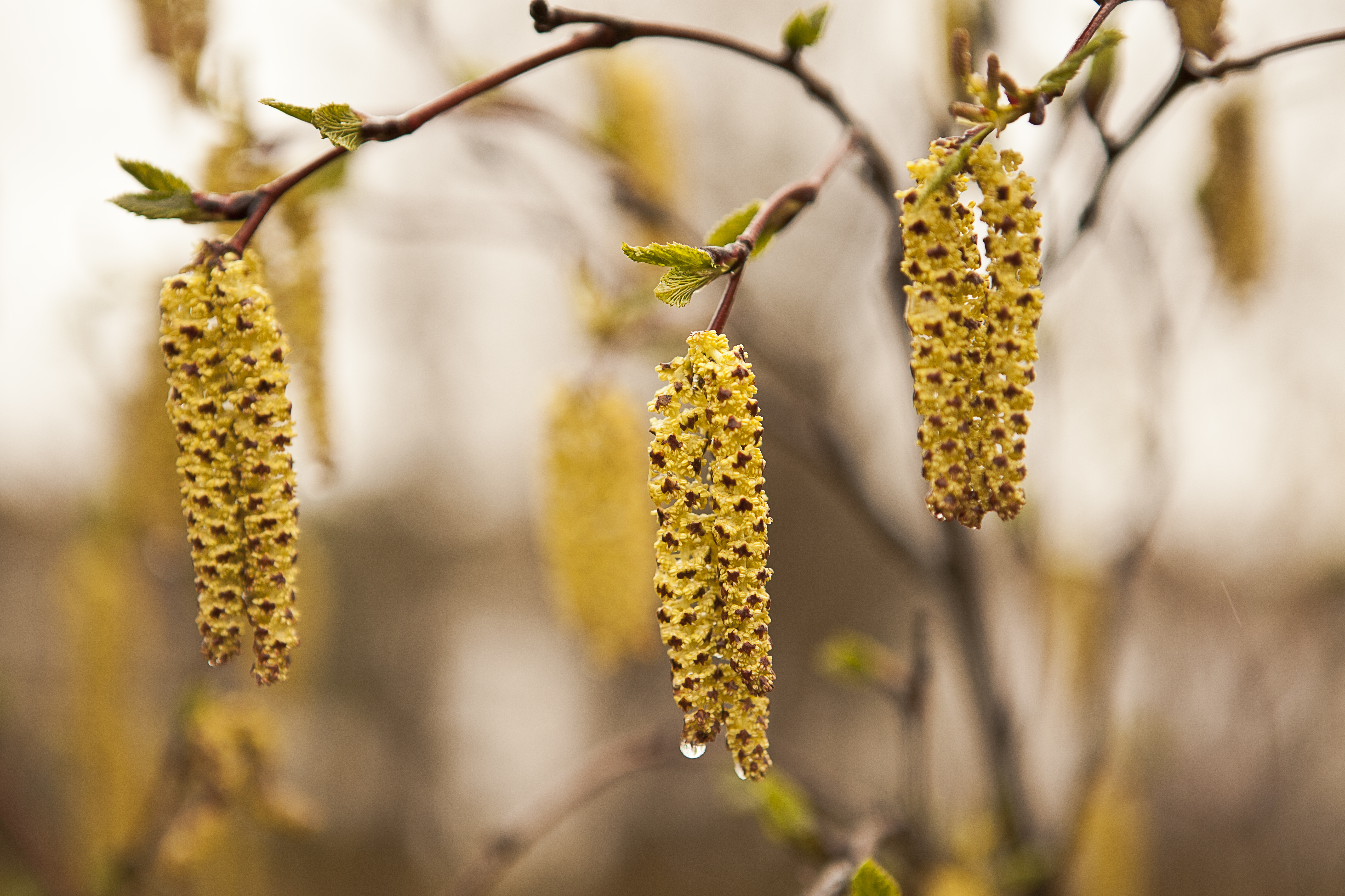 Handy-Wallpaper Blumen, Blume, Erde/natur kostenlos herunterladen.