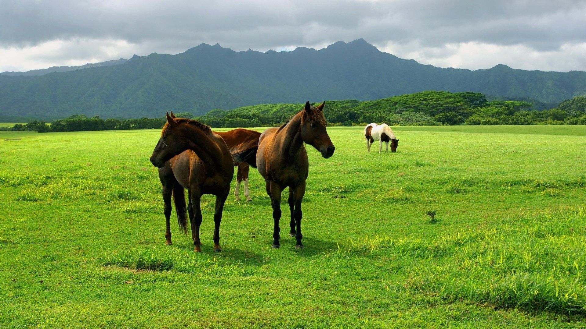 112966 скачать обои лошадь, трава, животные, пастбище - заставки и картинки бесплатно
