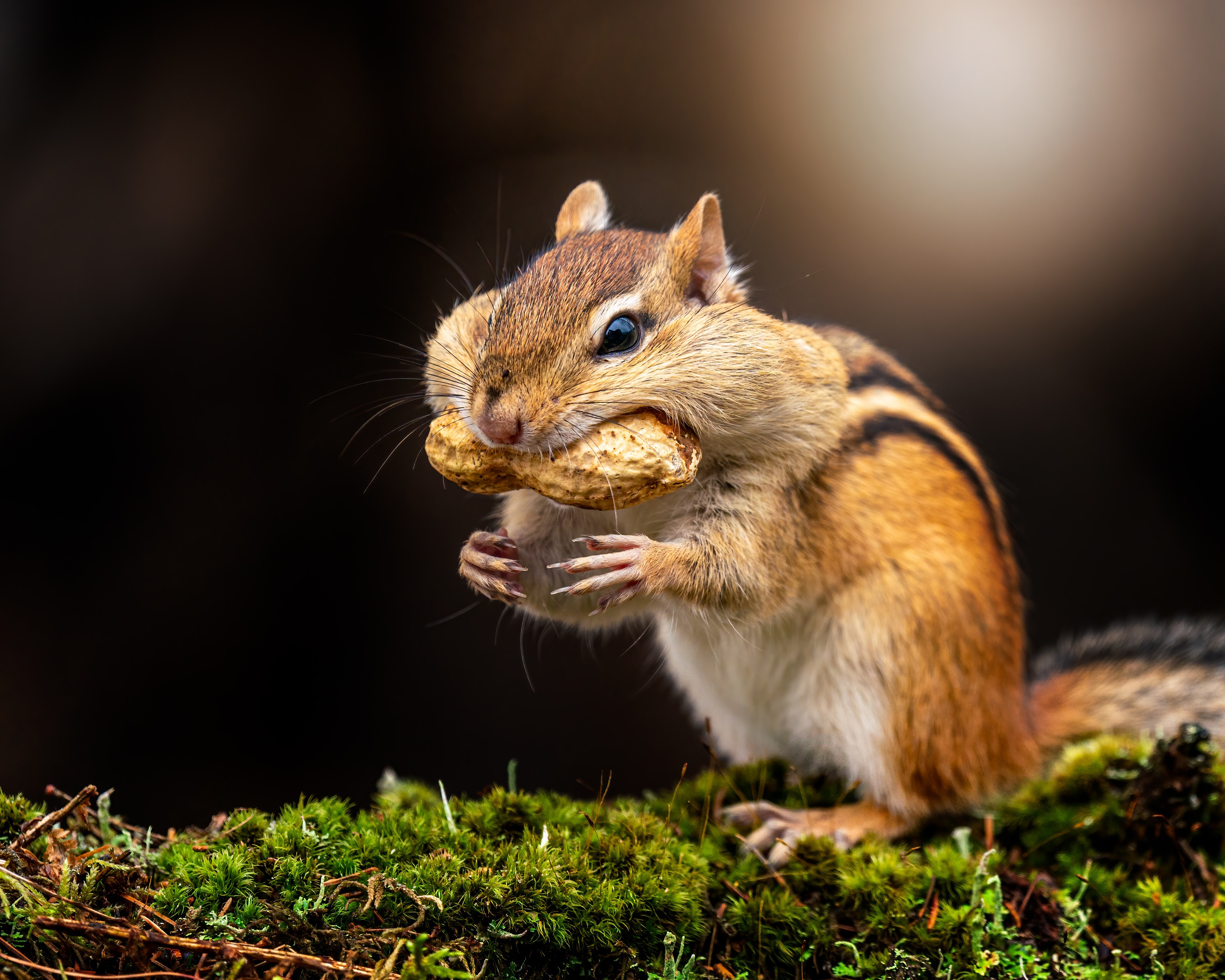 animal, chipmunk, moss, peanut, rodent