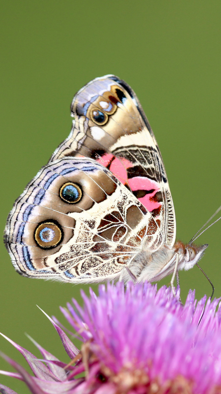 Download mobile wallpaper Flower, Macro, Butterfly, Animal for free.