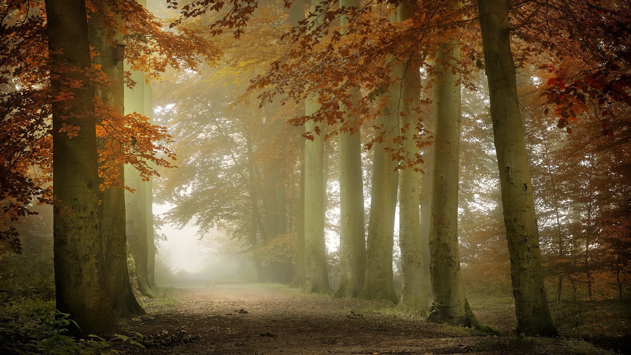 Téléchargez des papiers peints mobile Forêt, Brouillard, Chemin, Terre/nature gratuitement.