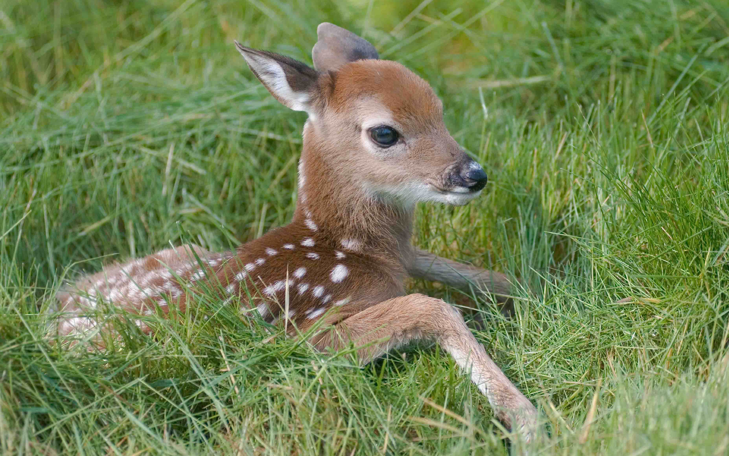 animal, deer, cute, fawn, grass
