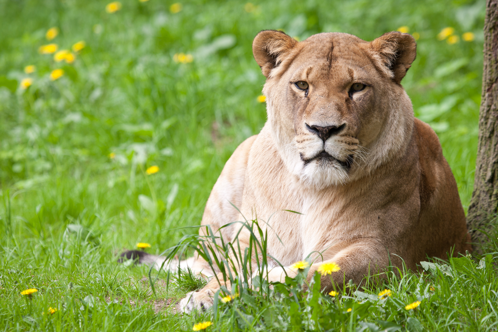 Laden Sie das Tiere, Katzen, Löwe-Bild kostenlos auf Ihren PC-Desktop herunter