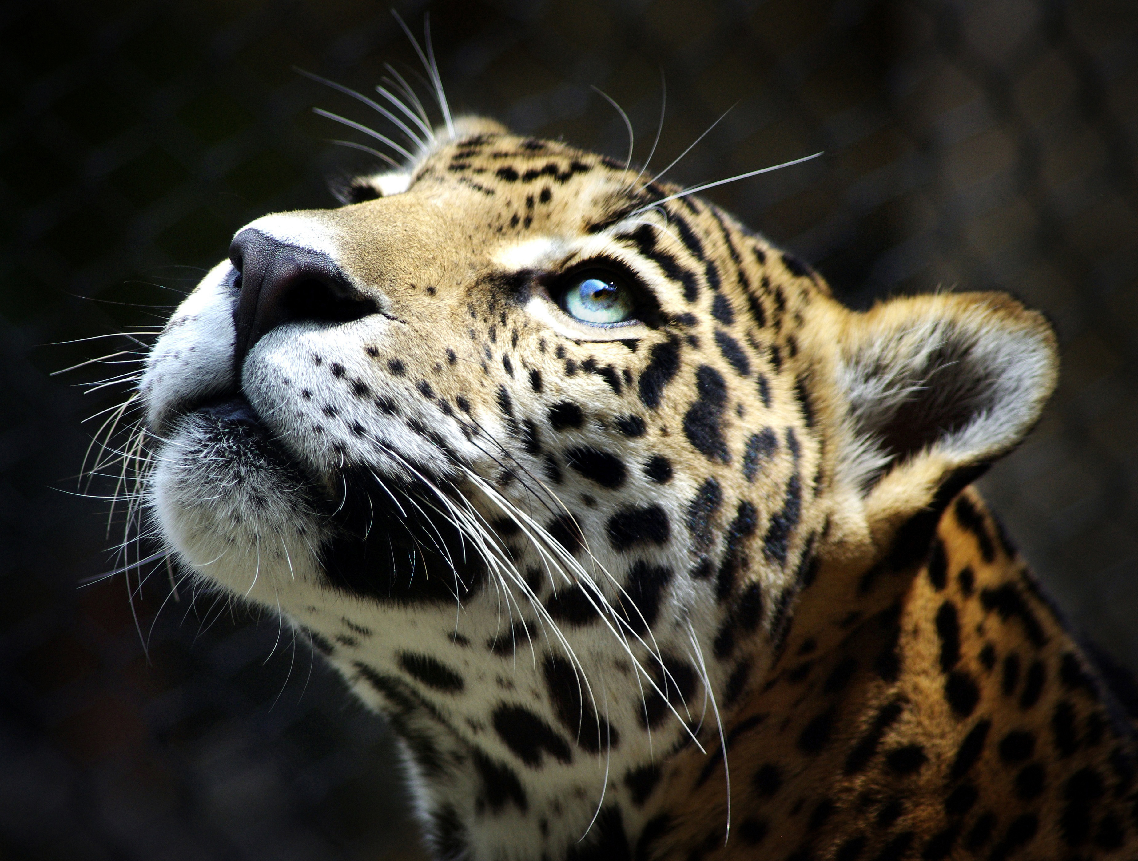 Baixar papel de parede para celular de Animais, Gatos, Leopardo gratuito.