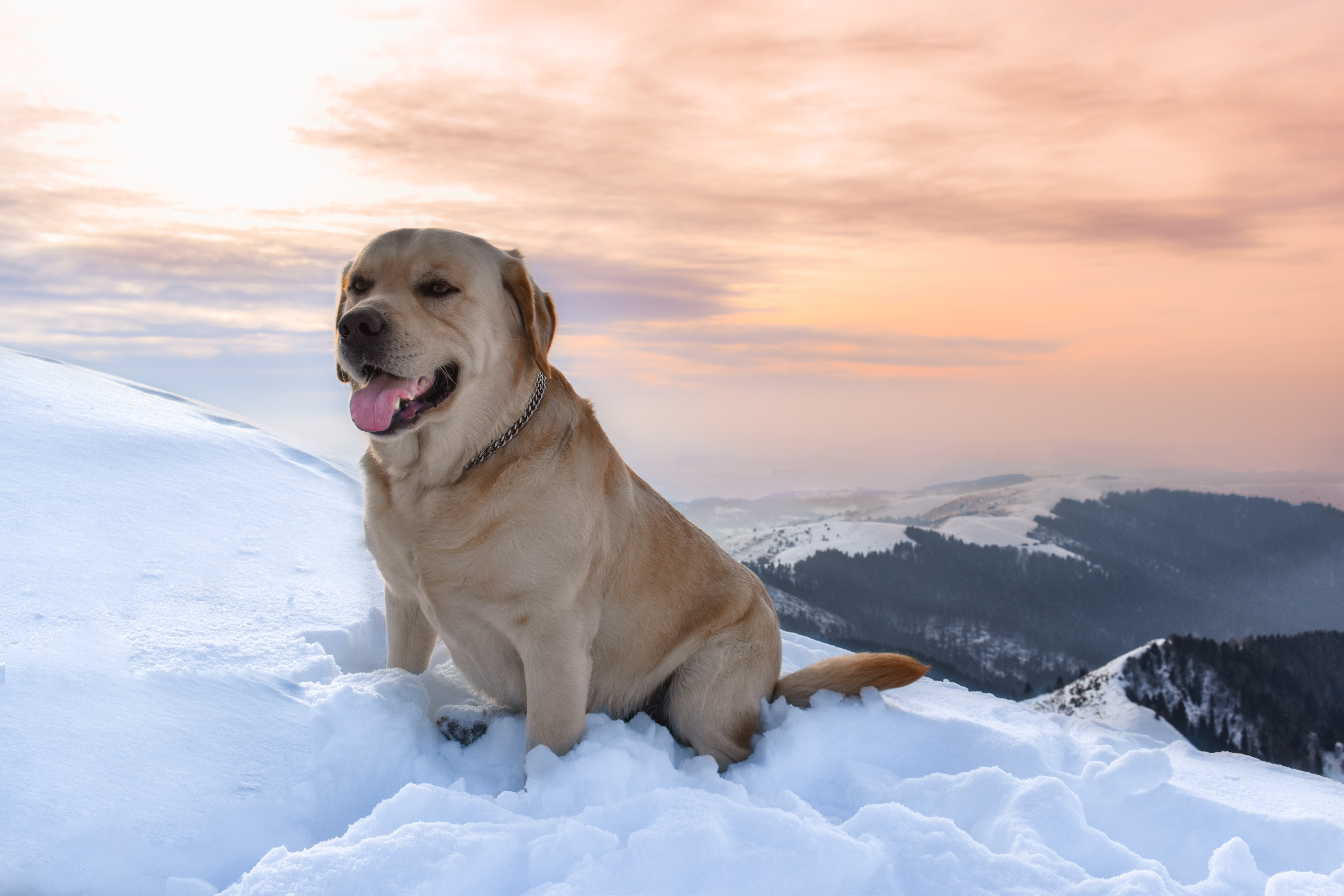 Laden Sie das Mountains, Labrador, Hund, Schnee, Tiere-Bild kostenlos auf Ihren PC-Desktop herunter