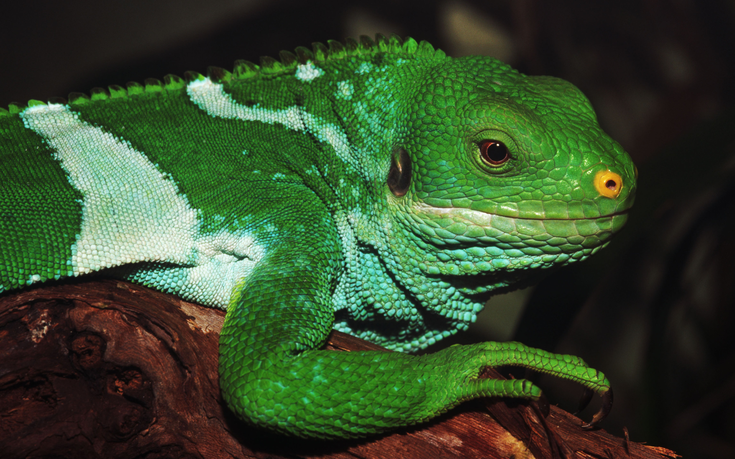 Laden Sie das Tiere, Reptilien, Leguan-Bild kostenlos auf Ihren PC-Desktop herunter