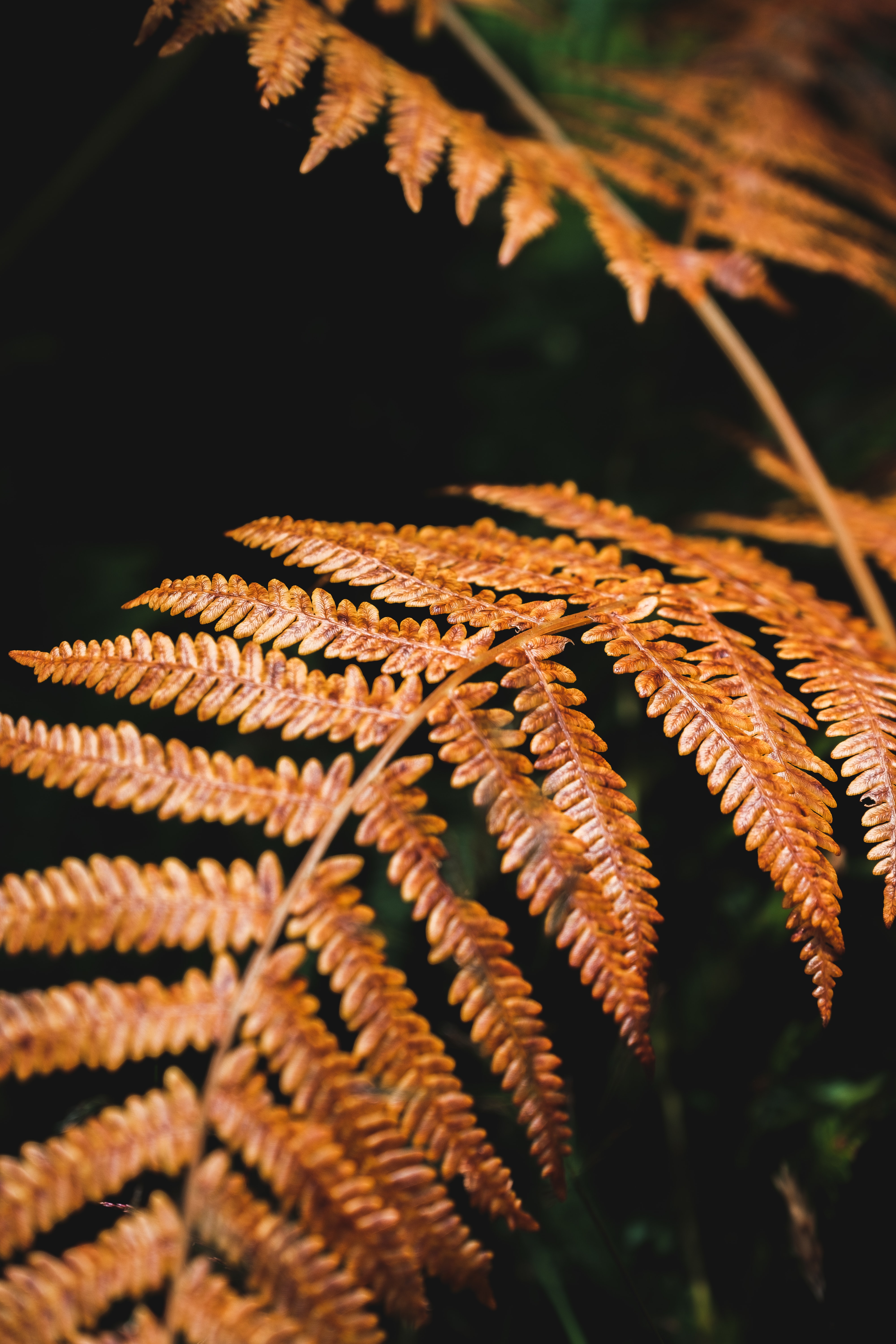 Download mobile wallpaper Branch, Dry, Fern, Macro, Plant for free.