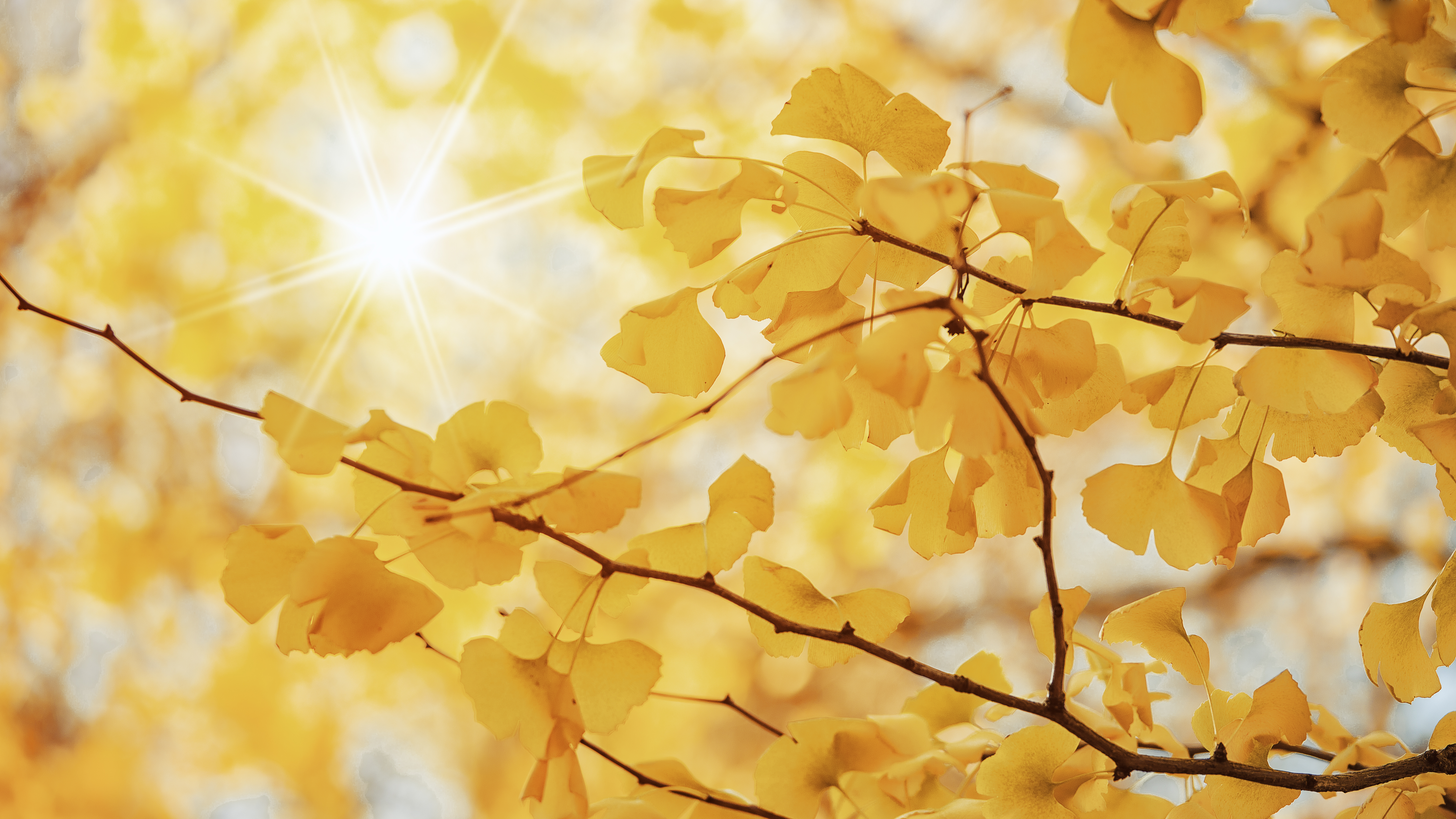 Download mobile wallpaper Nature, Leaf, Branch, Earth, Sunbeam for free.