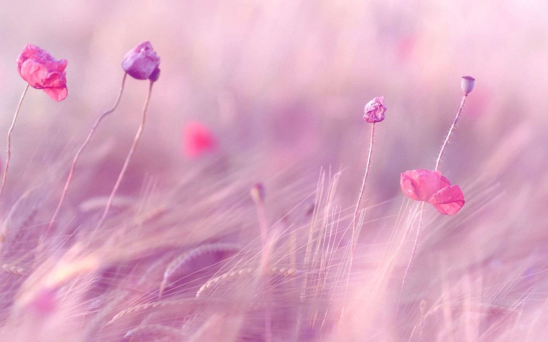 poppies, flowers, wheat, blur, smooth, field, wind