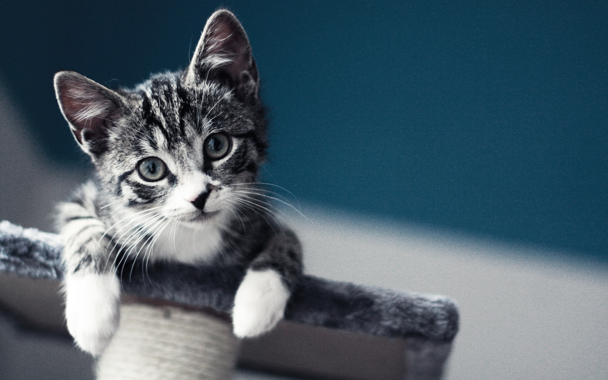 Téléchargez des papiers peints mobile Animaux, Chat gratuitement.