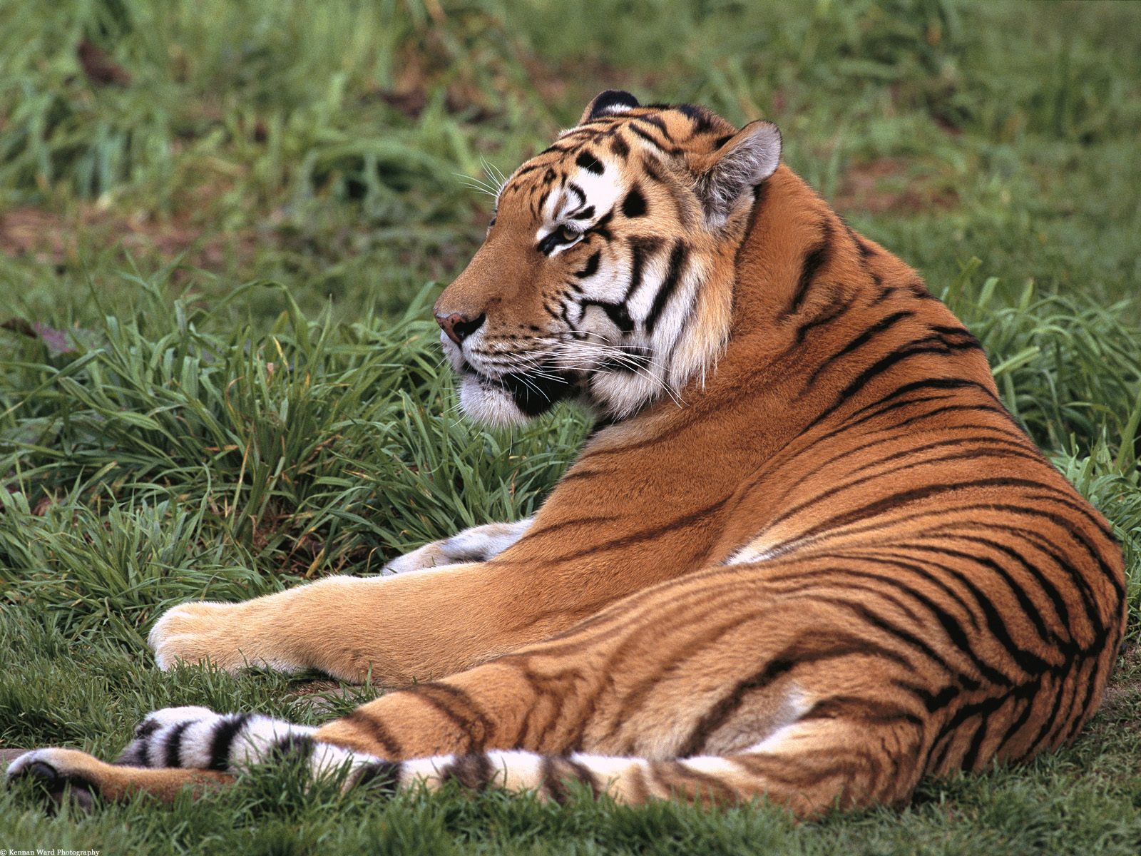 Téléchargez gratuitement l'image Animaux, Chats, Tigre sur le bureau de votre PC