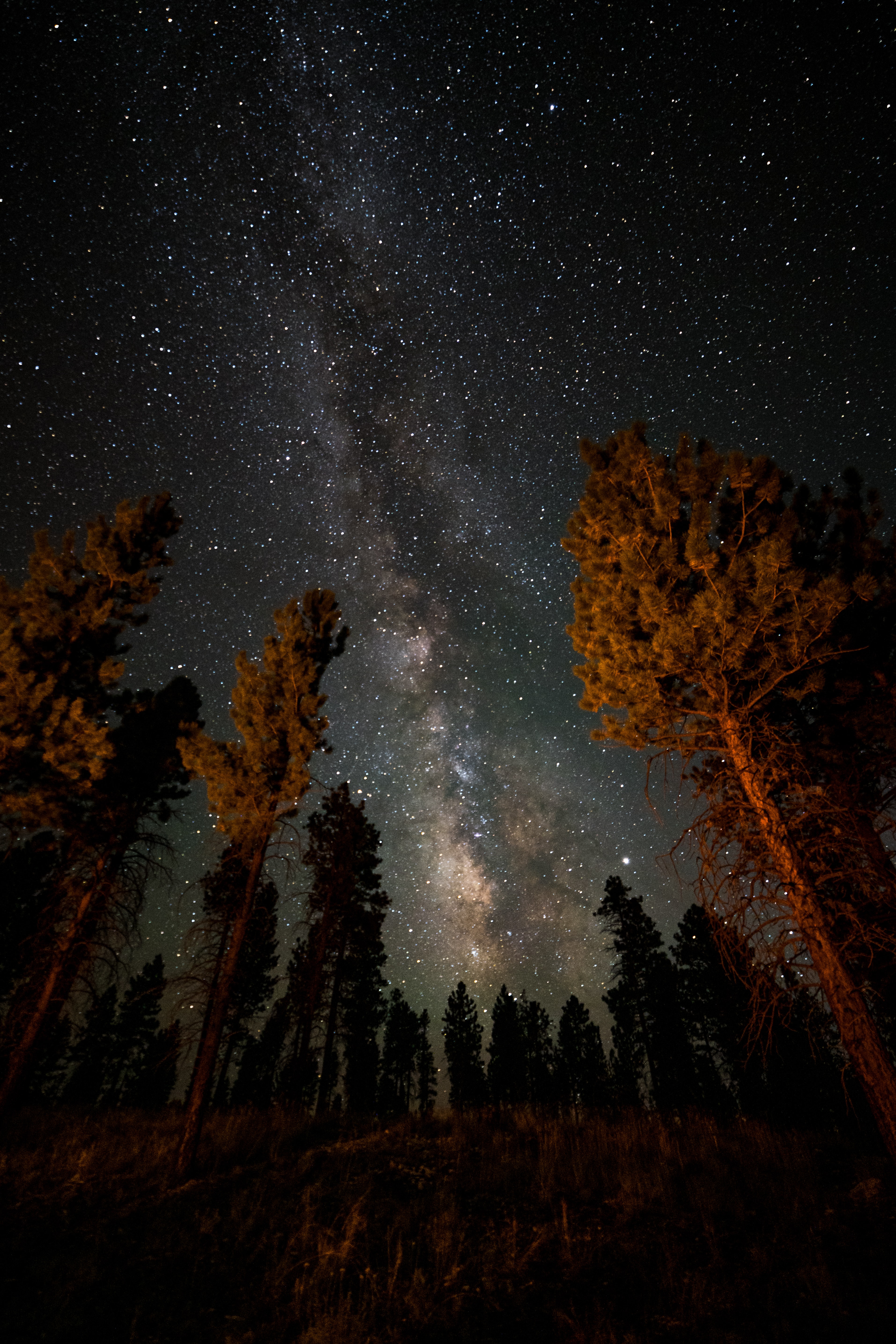 129235 скачать картинку туманность, природа, деревья, ночь, звездное небо - обои и заставки бесплатно