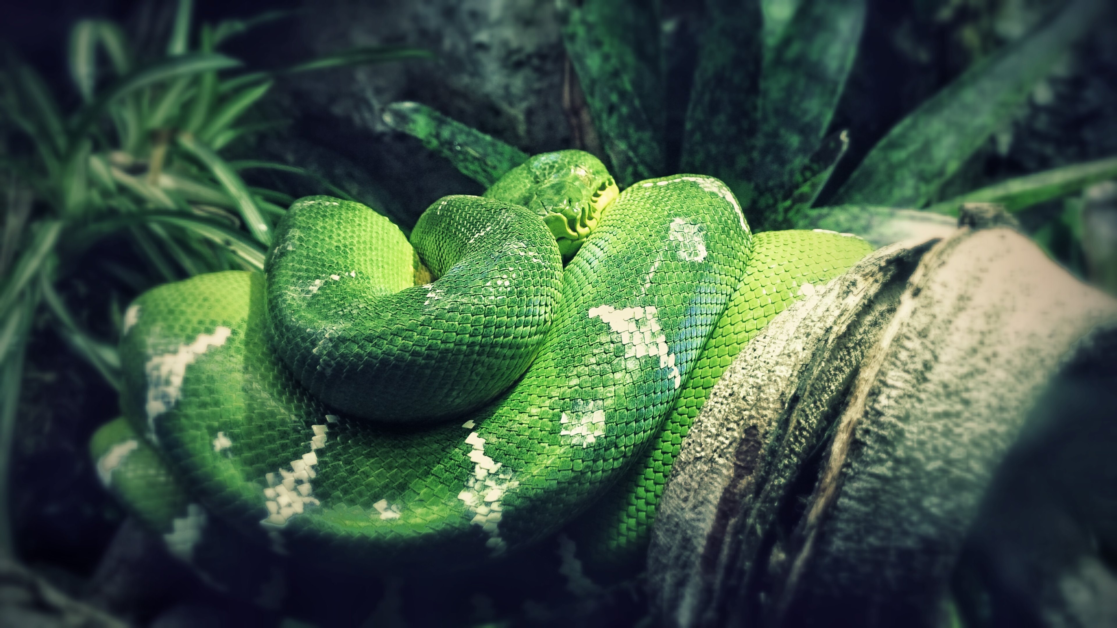 346341 завантажити шпалери тварина, python, зелене дерево python, змія, рептилії - заставки і картинки безкоштовно