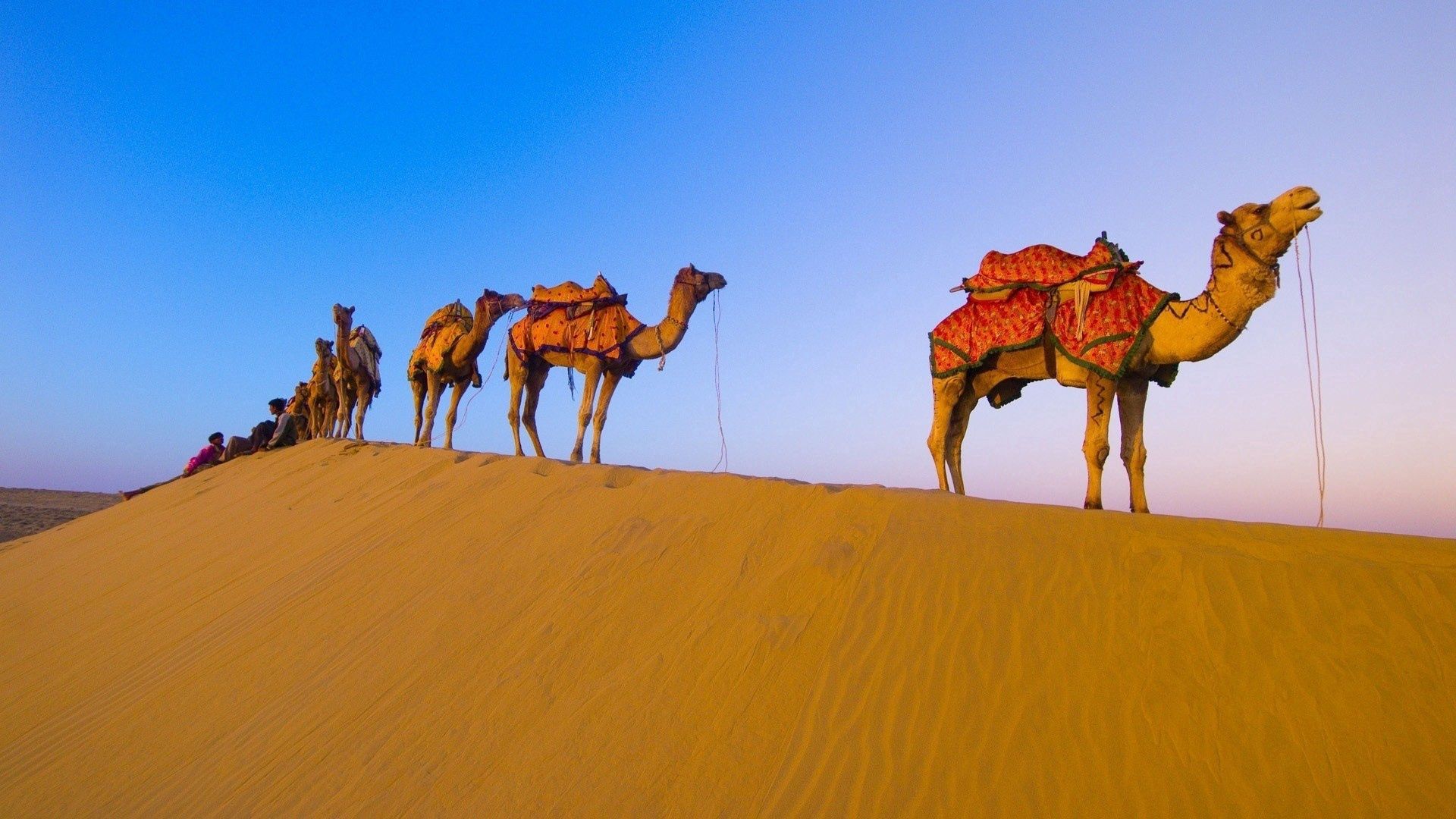 95945 télécharger l'image chameaux, animaux, désert, une randonnée, campagne, caravane - fonds d'écran et économiseurs d'écran gratuits