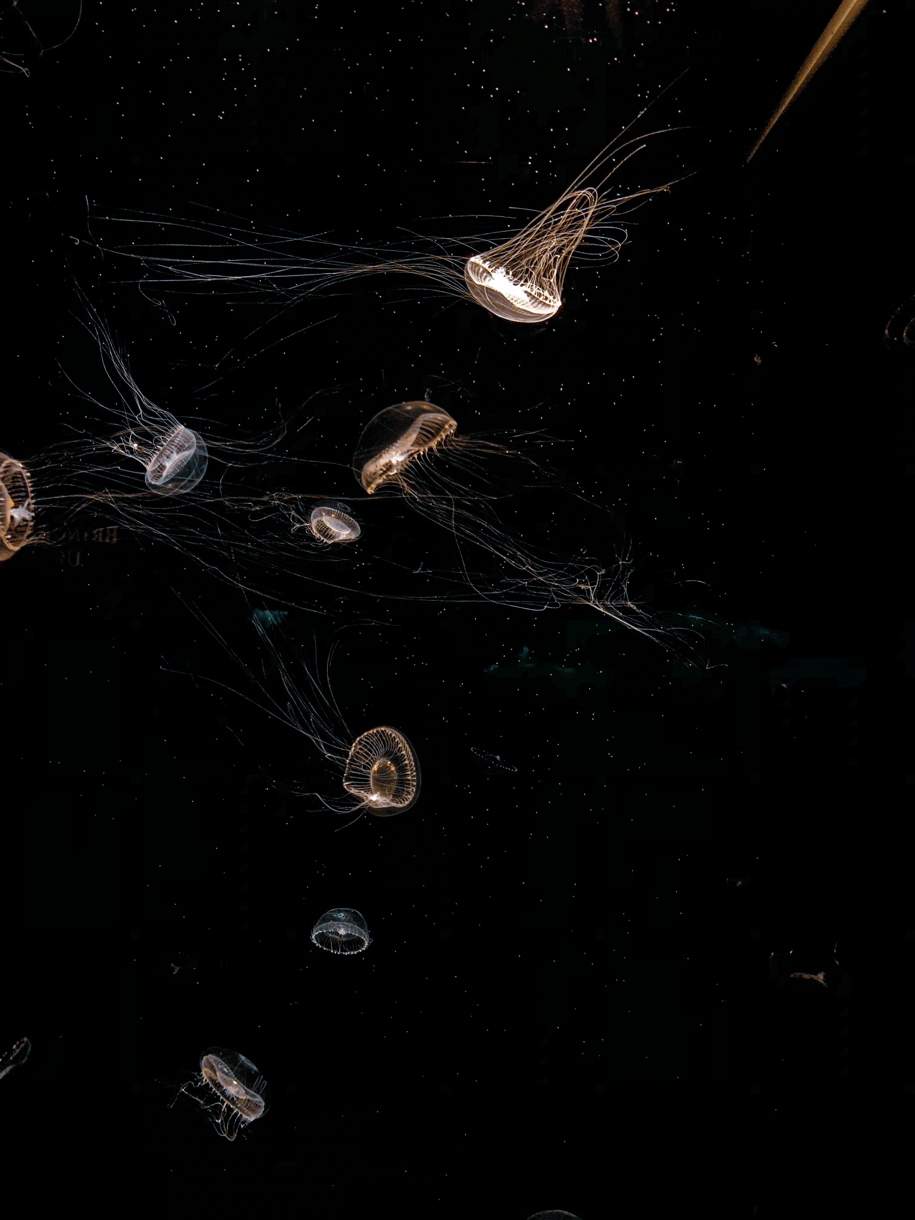 116692 télécharger l'image animaux, jellyfish, noir, le noir, belle, beau, tentacule - fonds d'écran et économiseurs d'écran gratuits