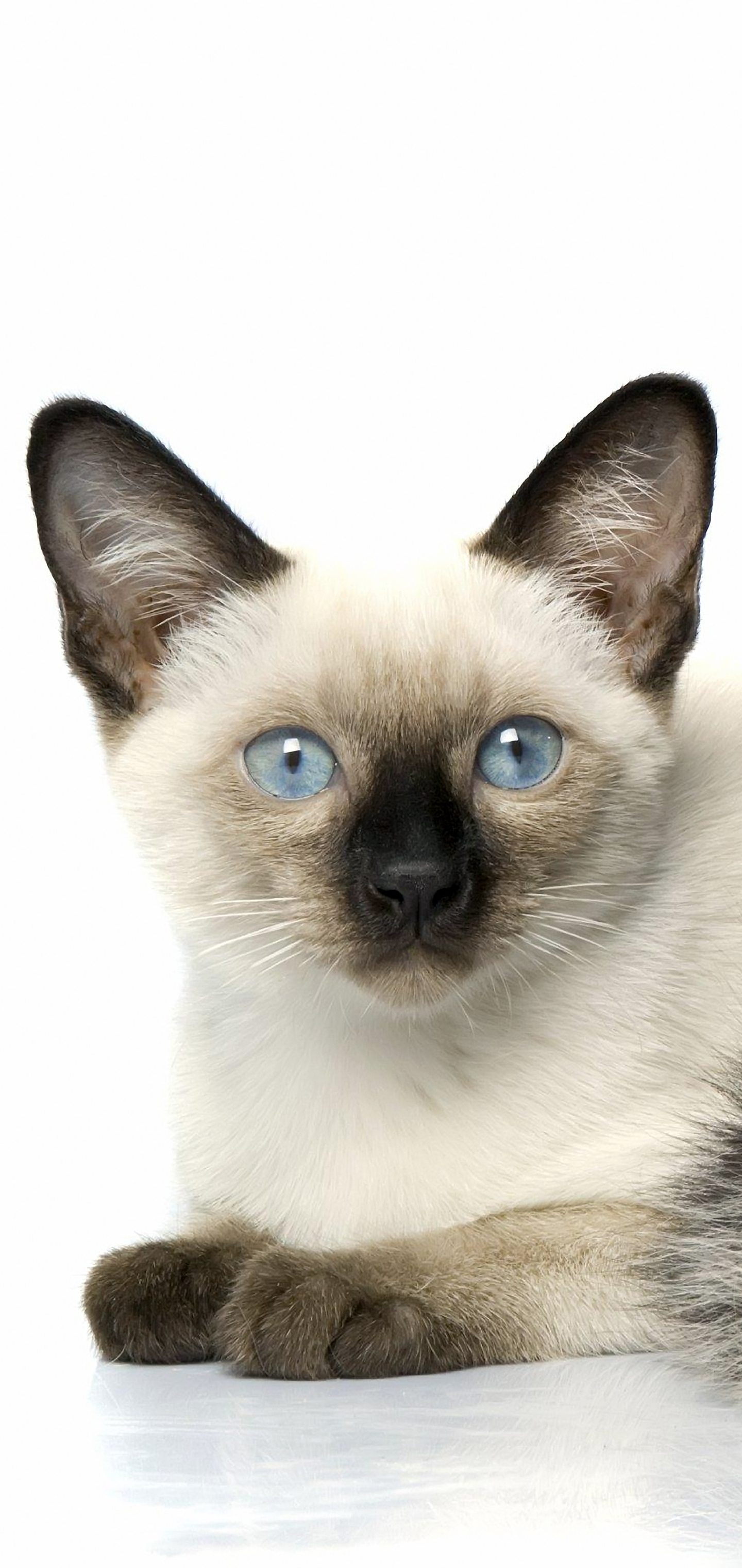PCデスクトップに動物, ネコ, 猫, 子猫, 可愛い, シャム猫, 赤ちゃん動物画像を無料でダウンロード
