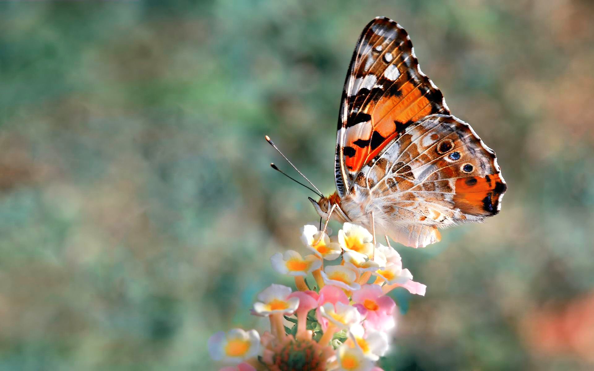 598525 descargar imagen primavera, animales, mariposa: fondos de pantalla y protectores de pantalla gratis